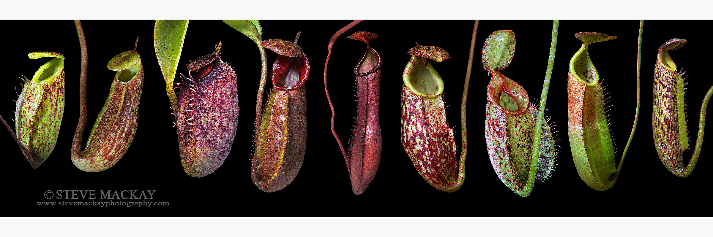 Nepenthes Pitcher Plants
