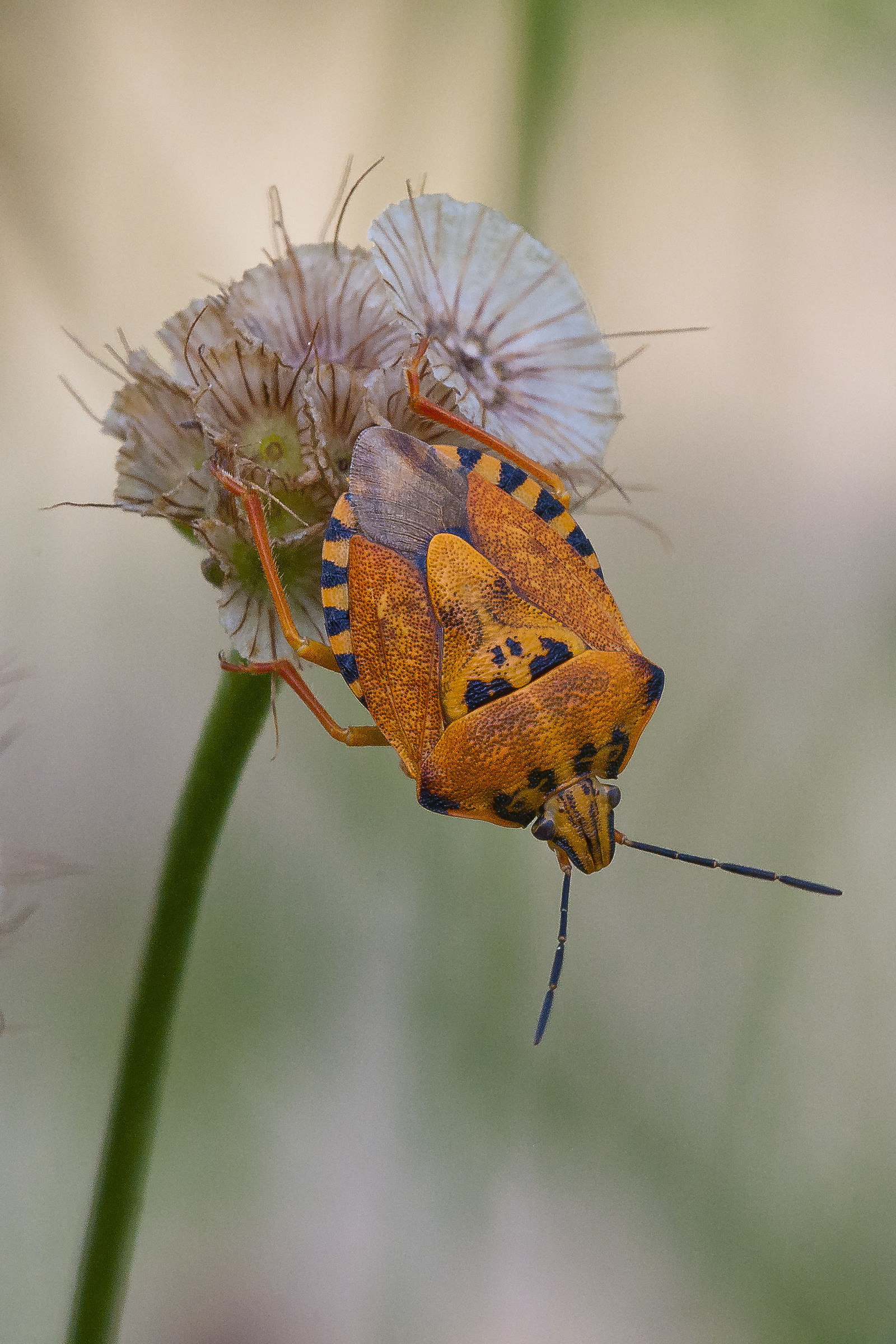 Carpocoris pudicus - chinch