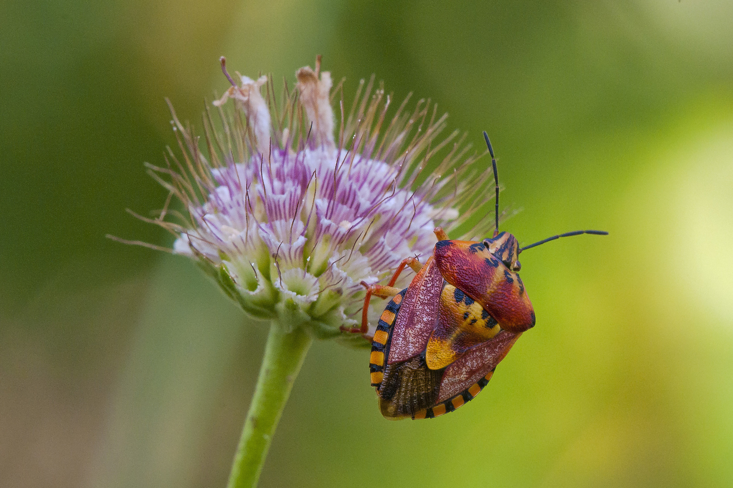 Carpocoris pudicus - chinch