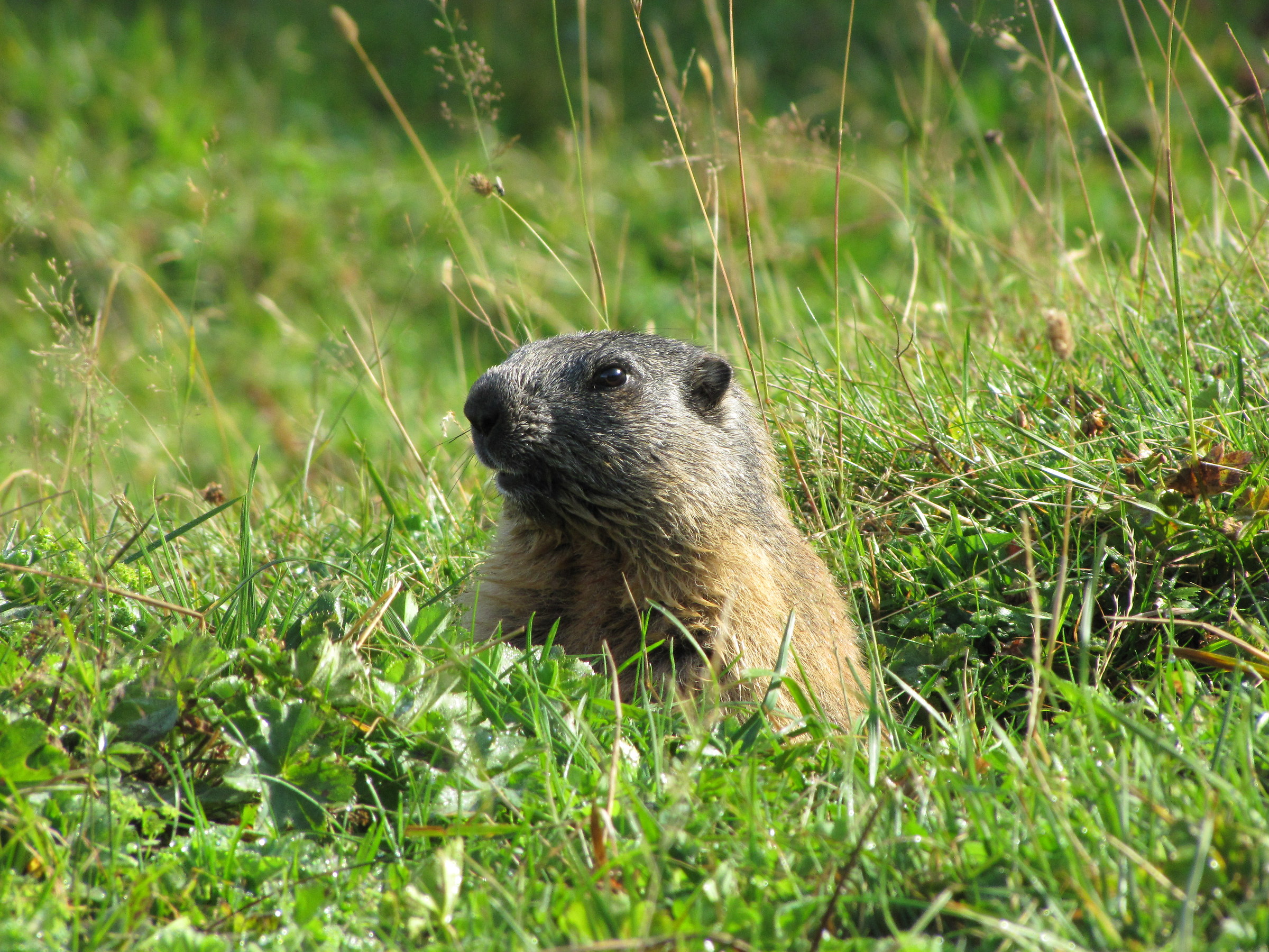 La piccola sentinella...tirolese!