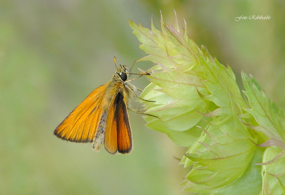 Atteone...Thymelicus acteon..