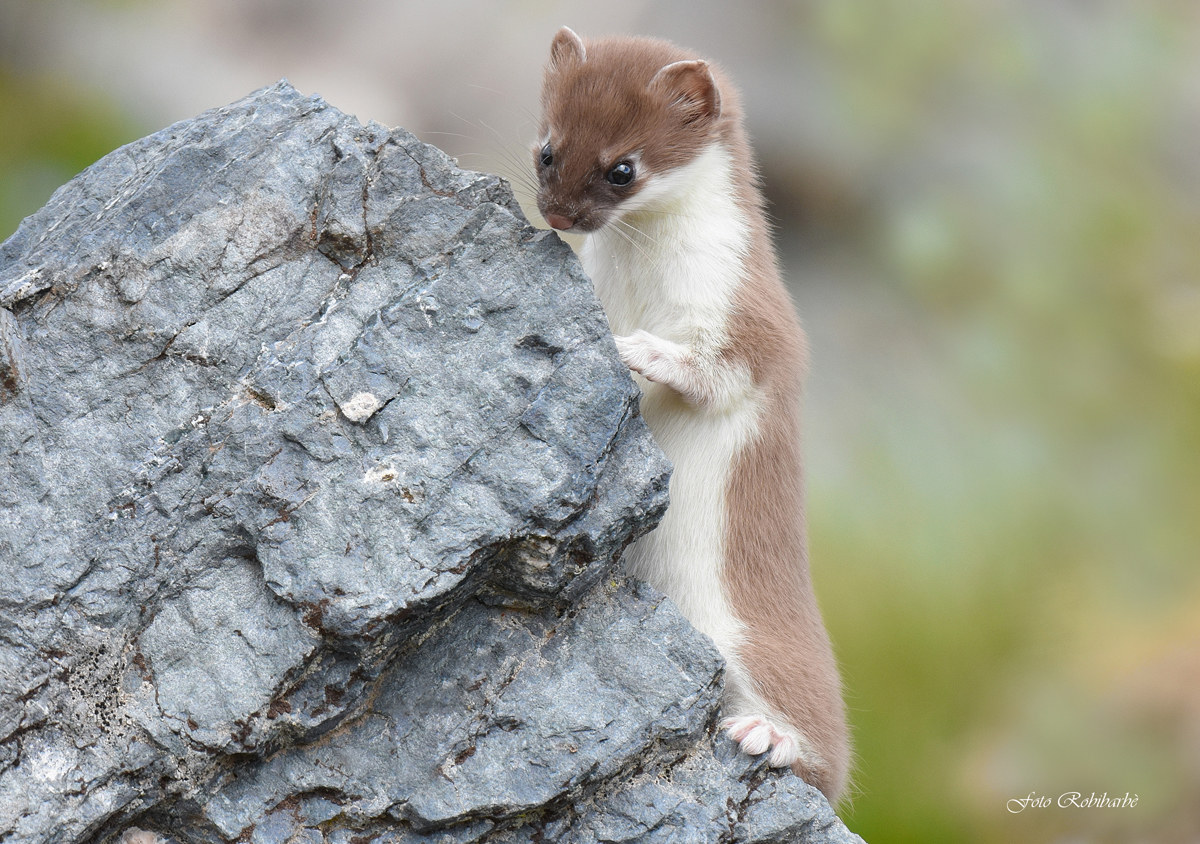 Un giovane alpinista...