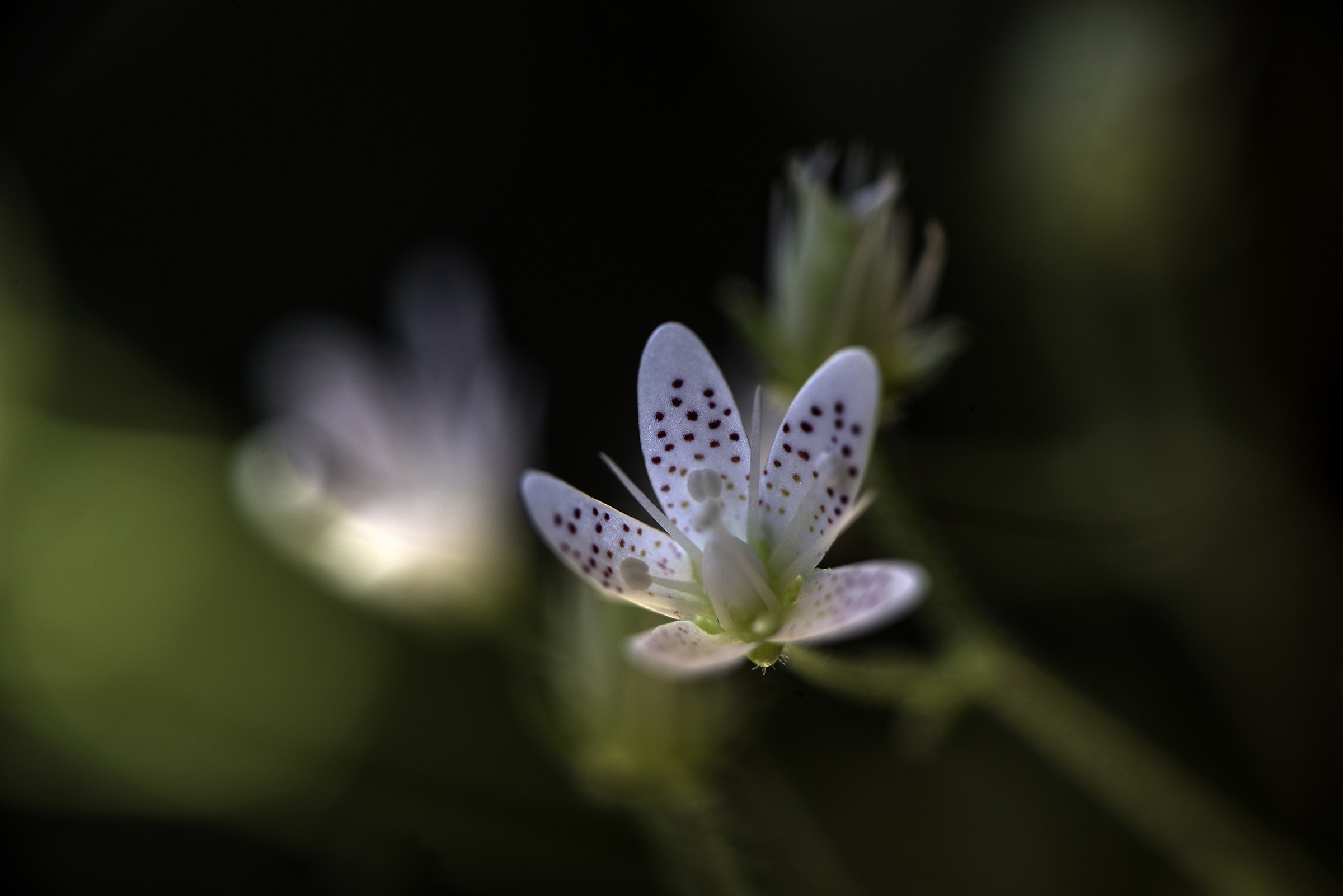 I'm sorry but I do not know the name of this little fi