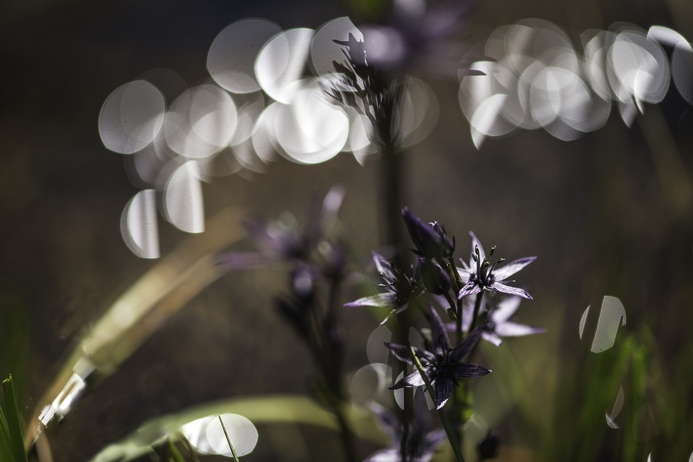 Swertia perennis (Genzianella stellata)