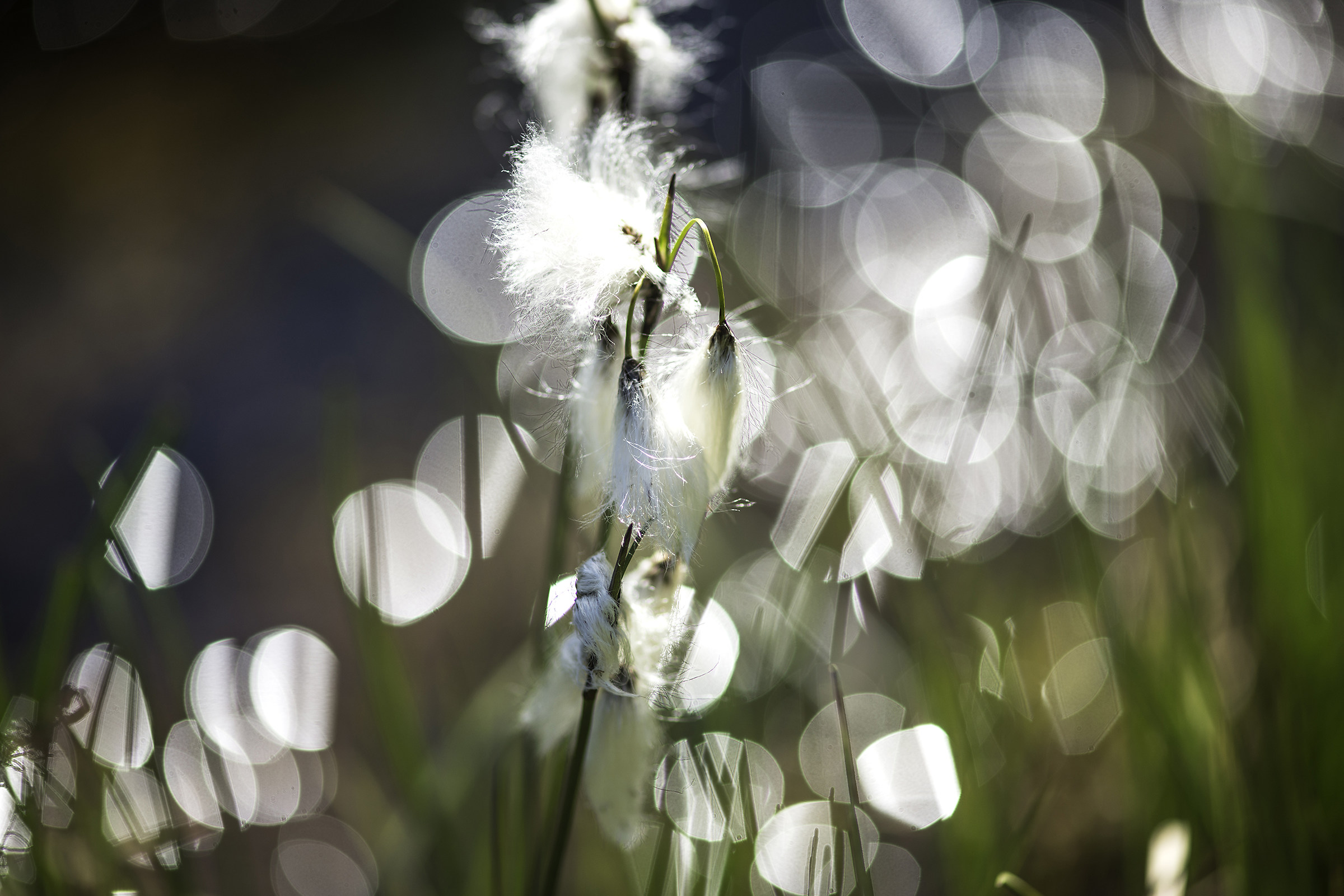 Eriophorum angustifolium (Honck)