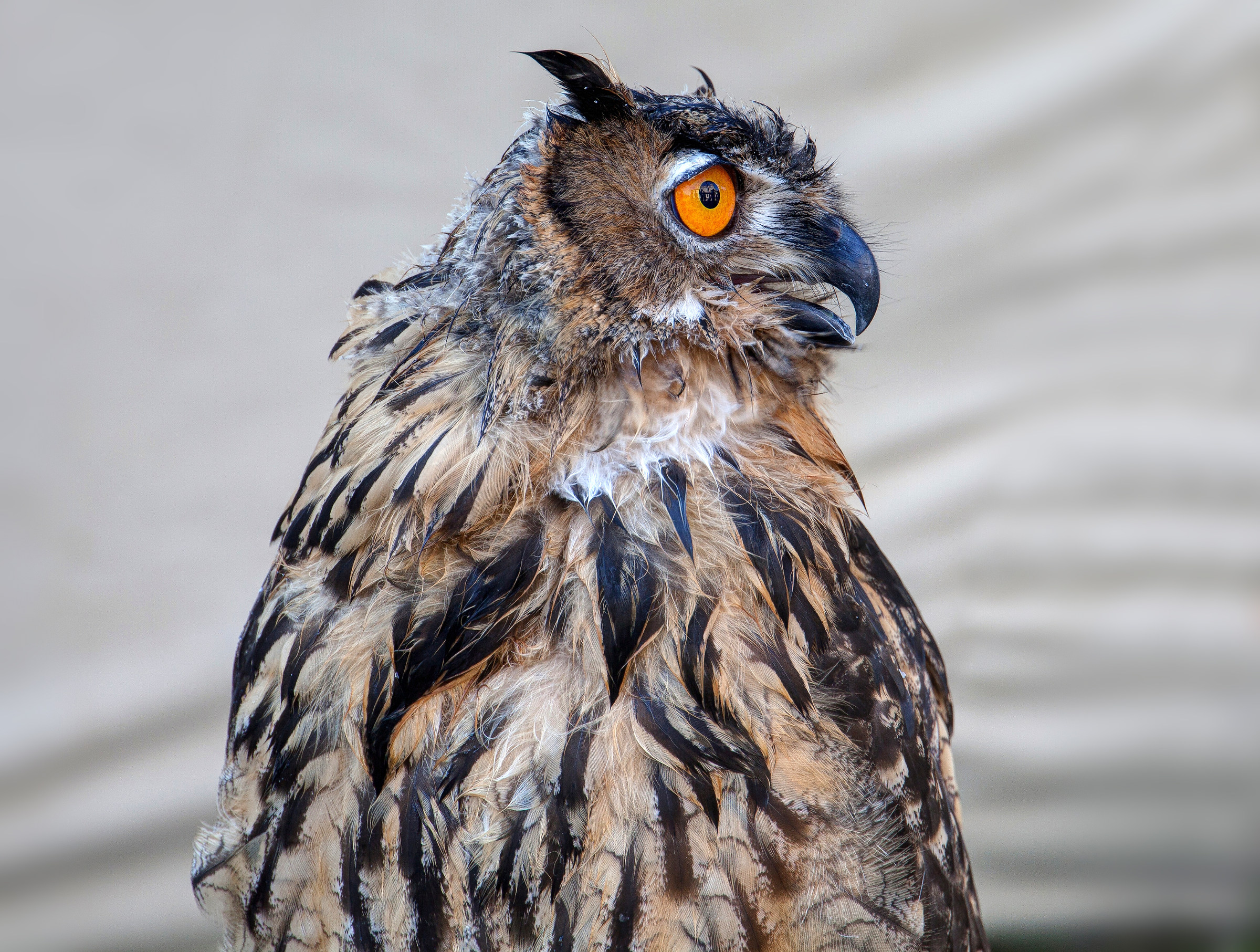 Falconry of Colleoni Malpaga