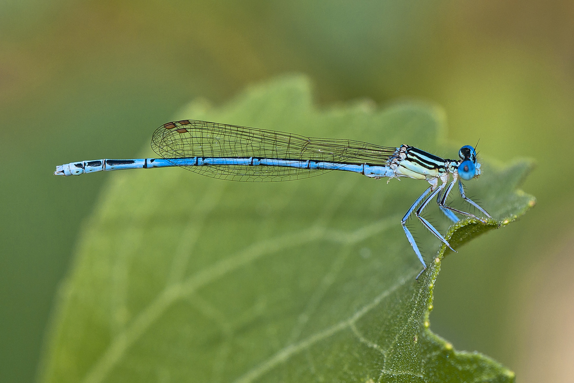 Dresses - Platycnemis pennipes