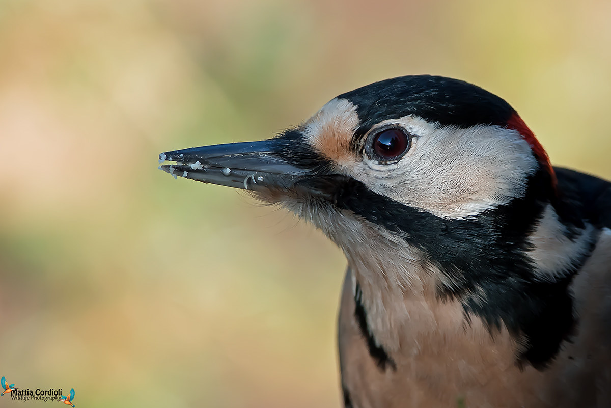 passport photo to red