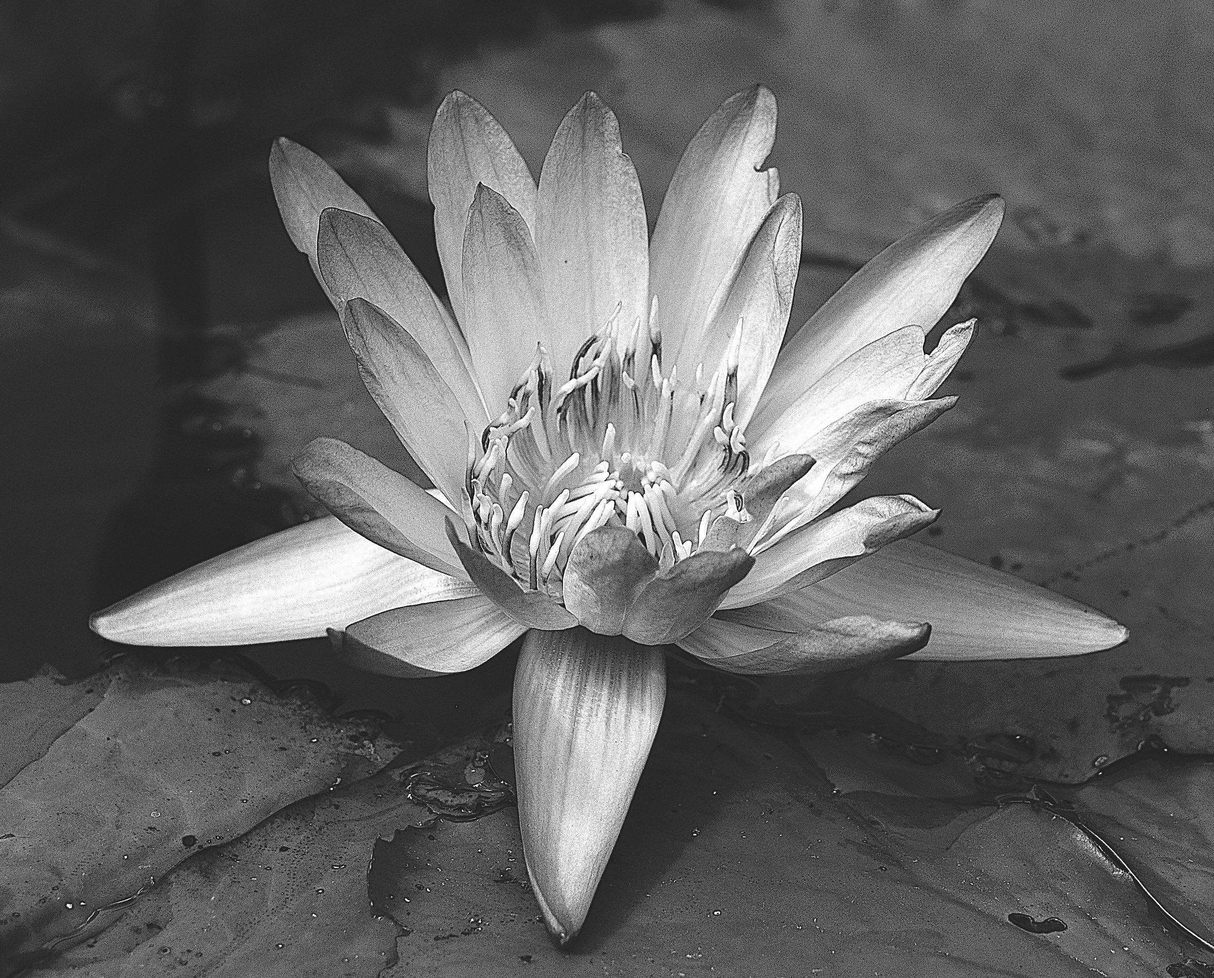 Ninfee a Villa Taranto