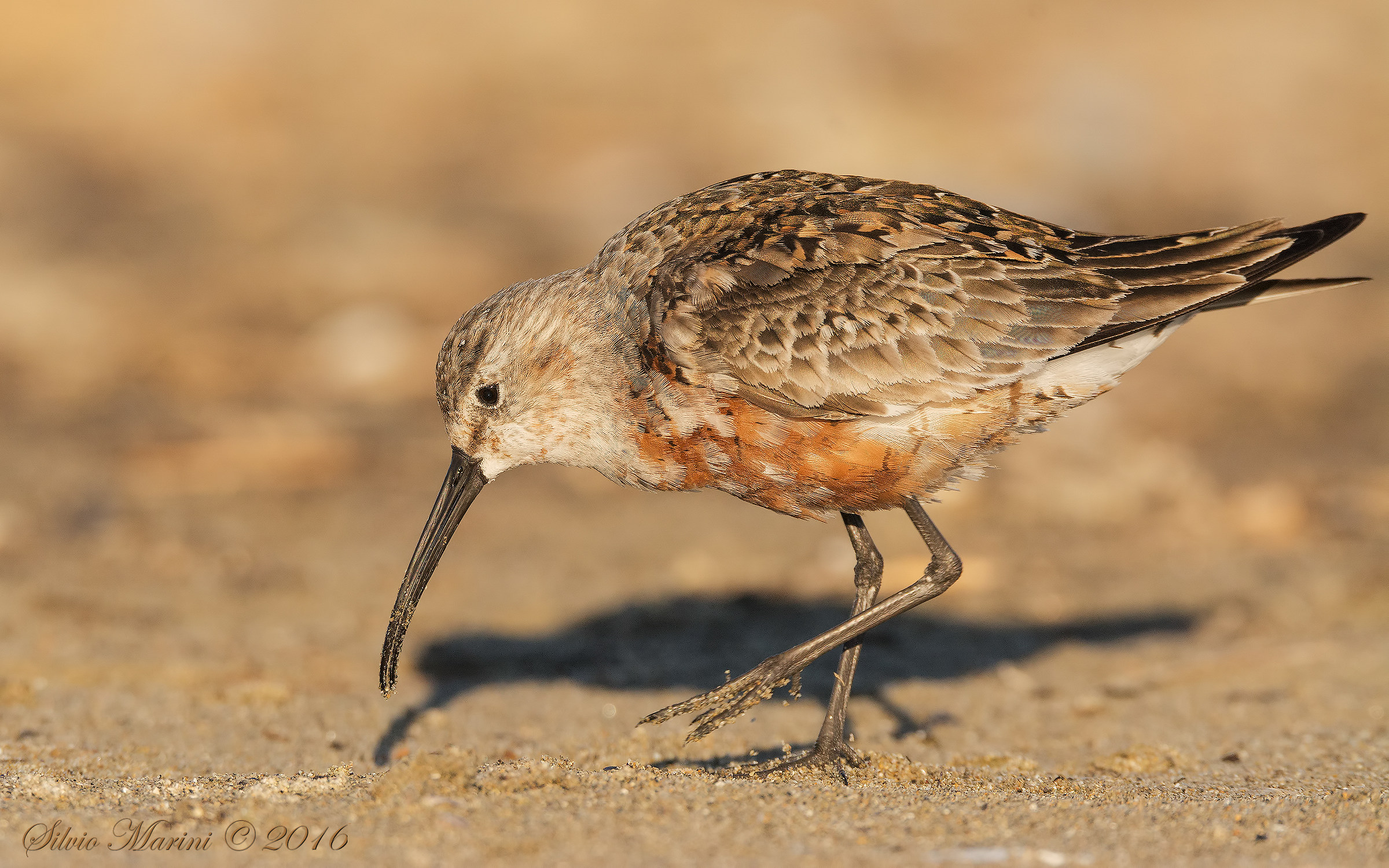 Piovanello comune (Calidris ferruginea)