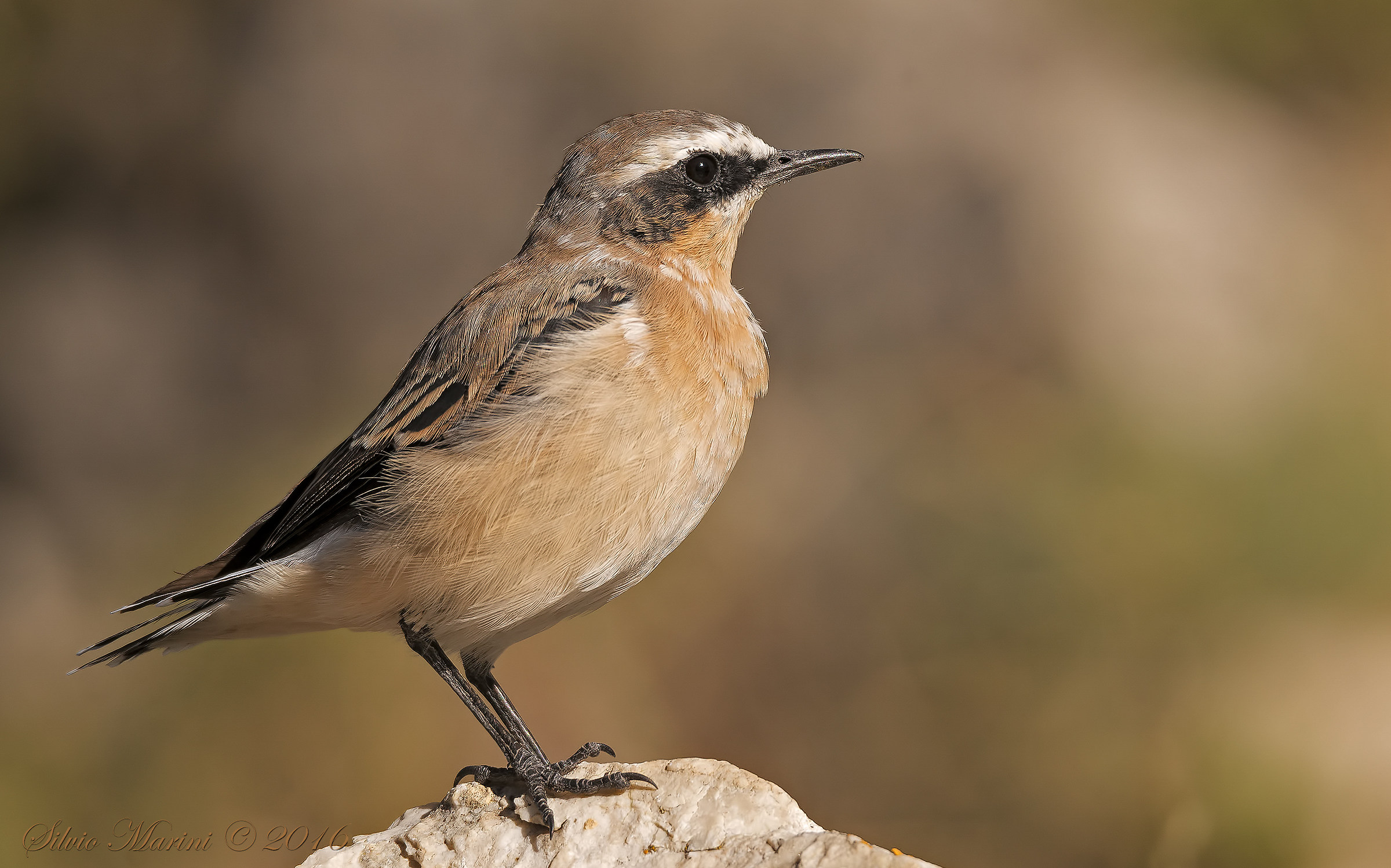 Culbianco (Oenanthe oenanthe)