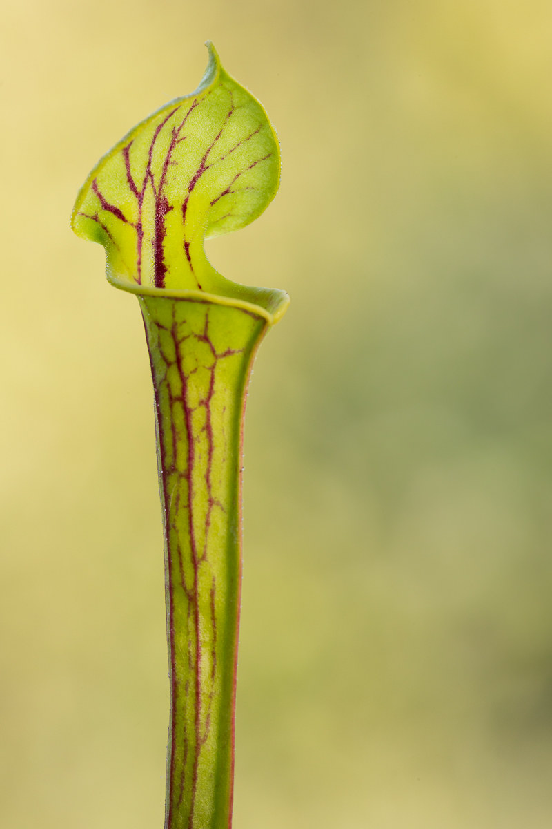 Sarracenia flava var. ornamented