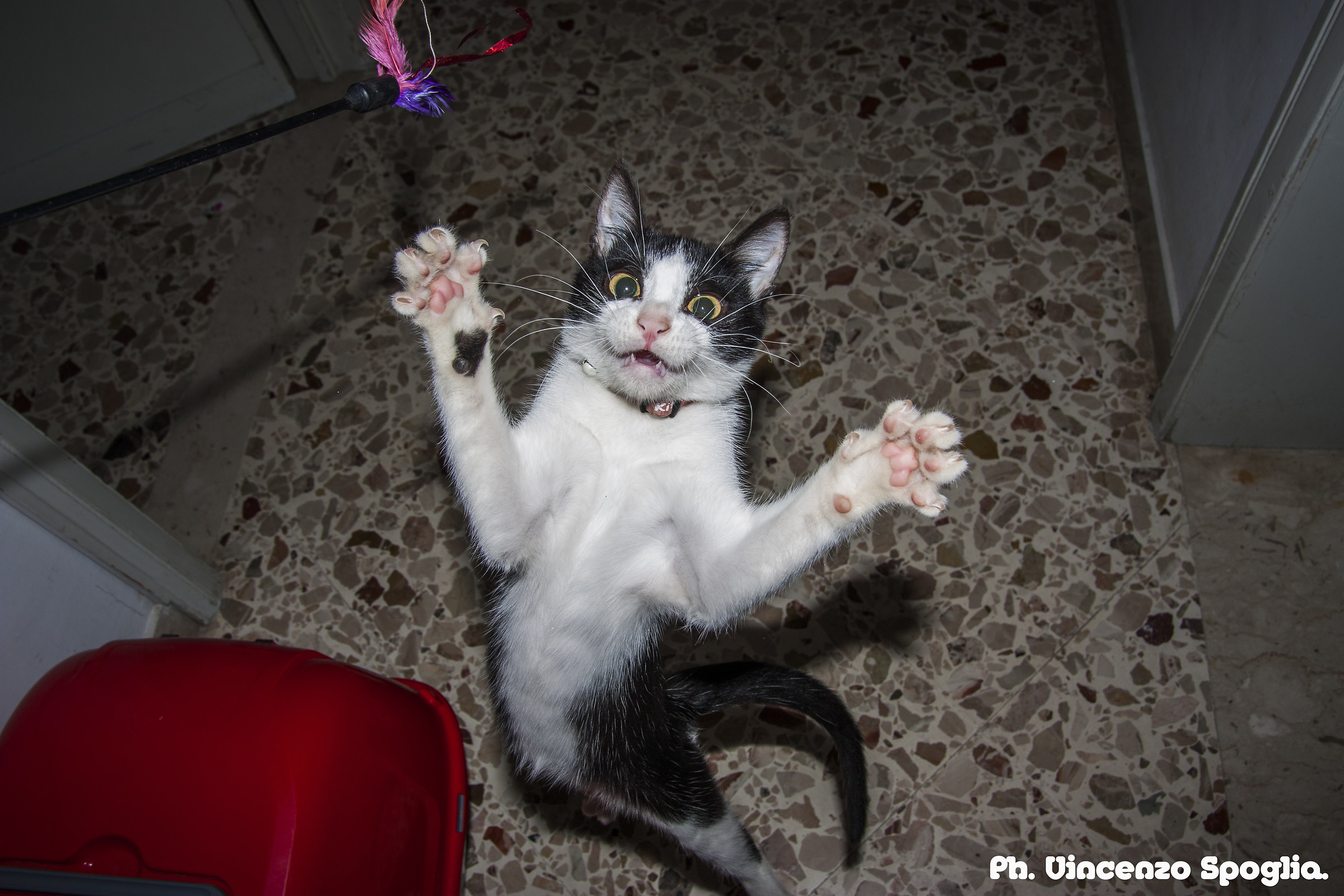 Macchia plays and jump: D