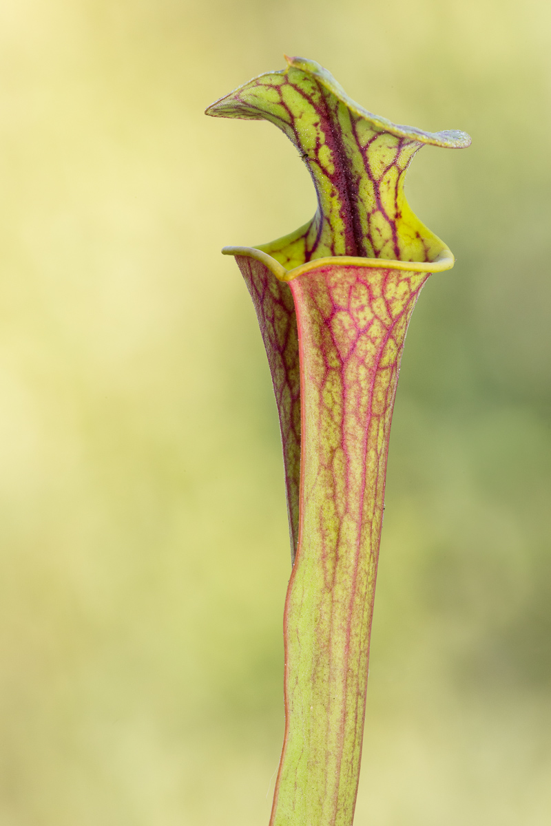Sarracenia flava var. atropurpurea