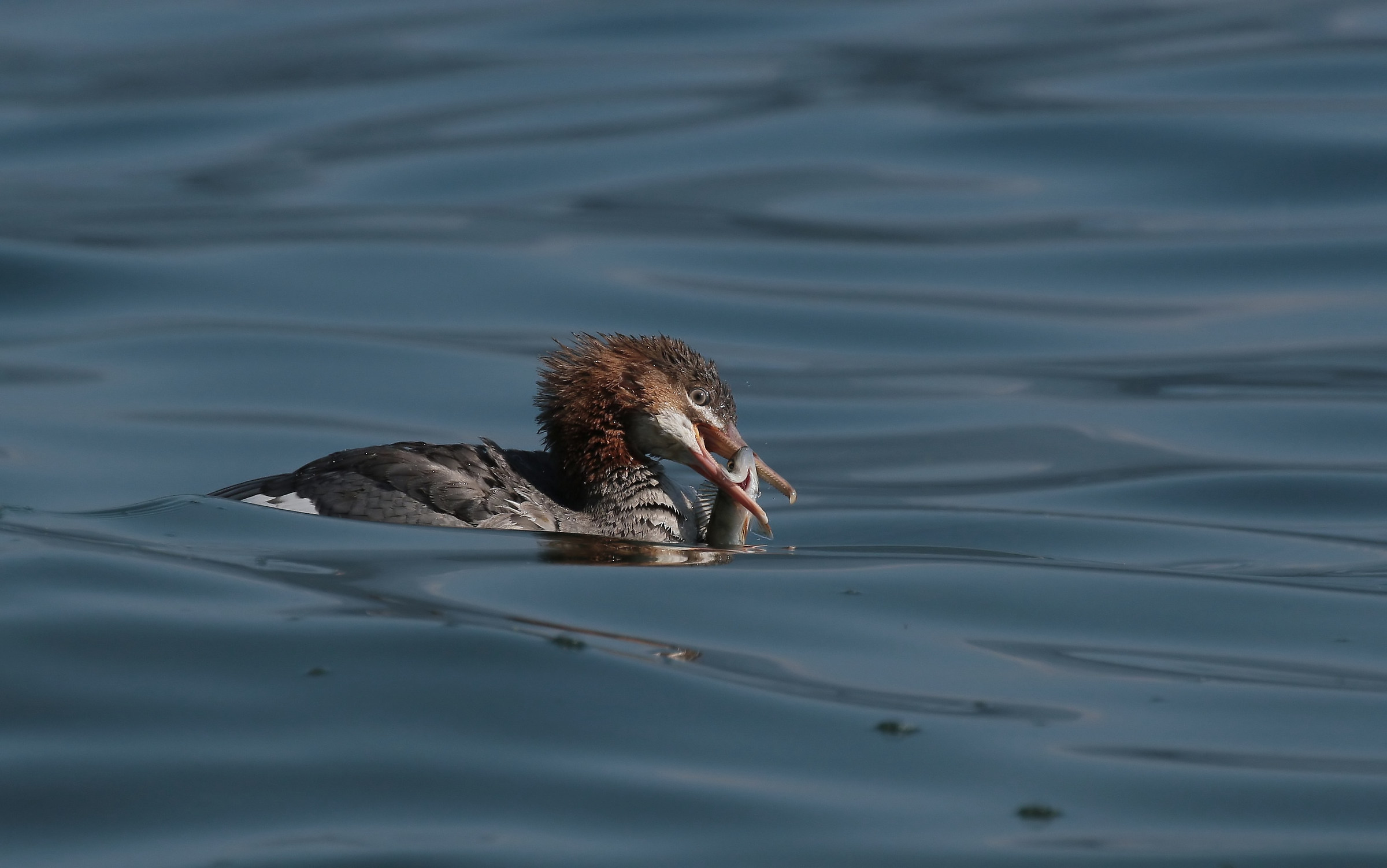 Goosander with prey