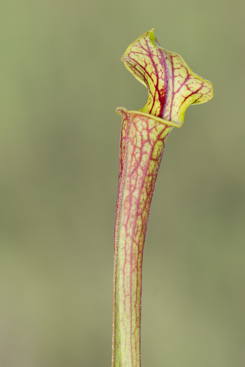 Sarracenia flava var. ornamented