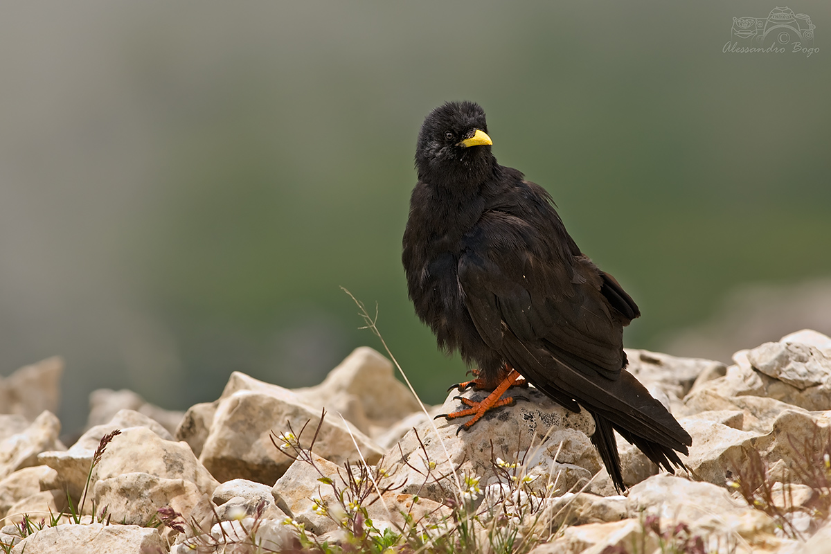 Alpine Chough