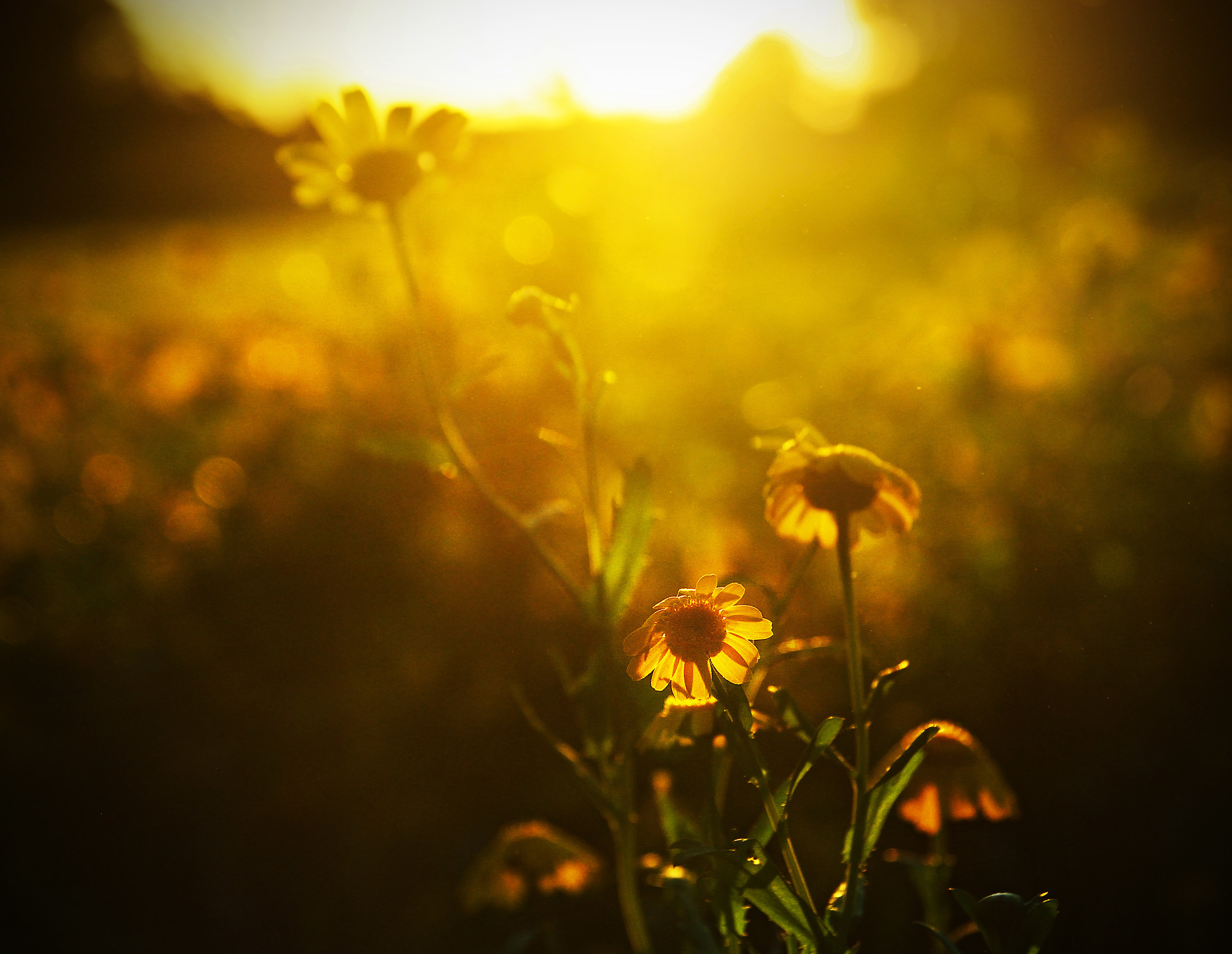 Sitting Amongst the Dandelions (at Sunset)