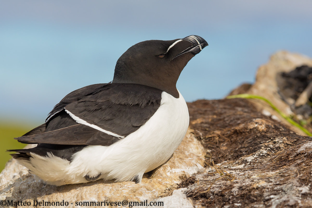 Razorbill