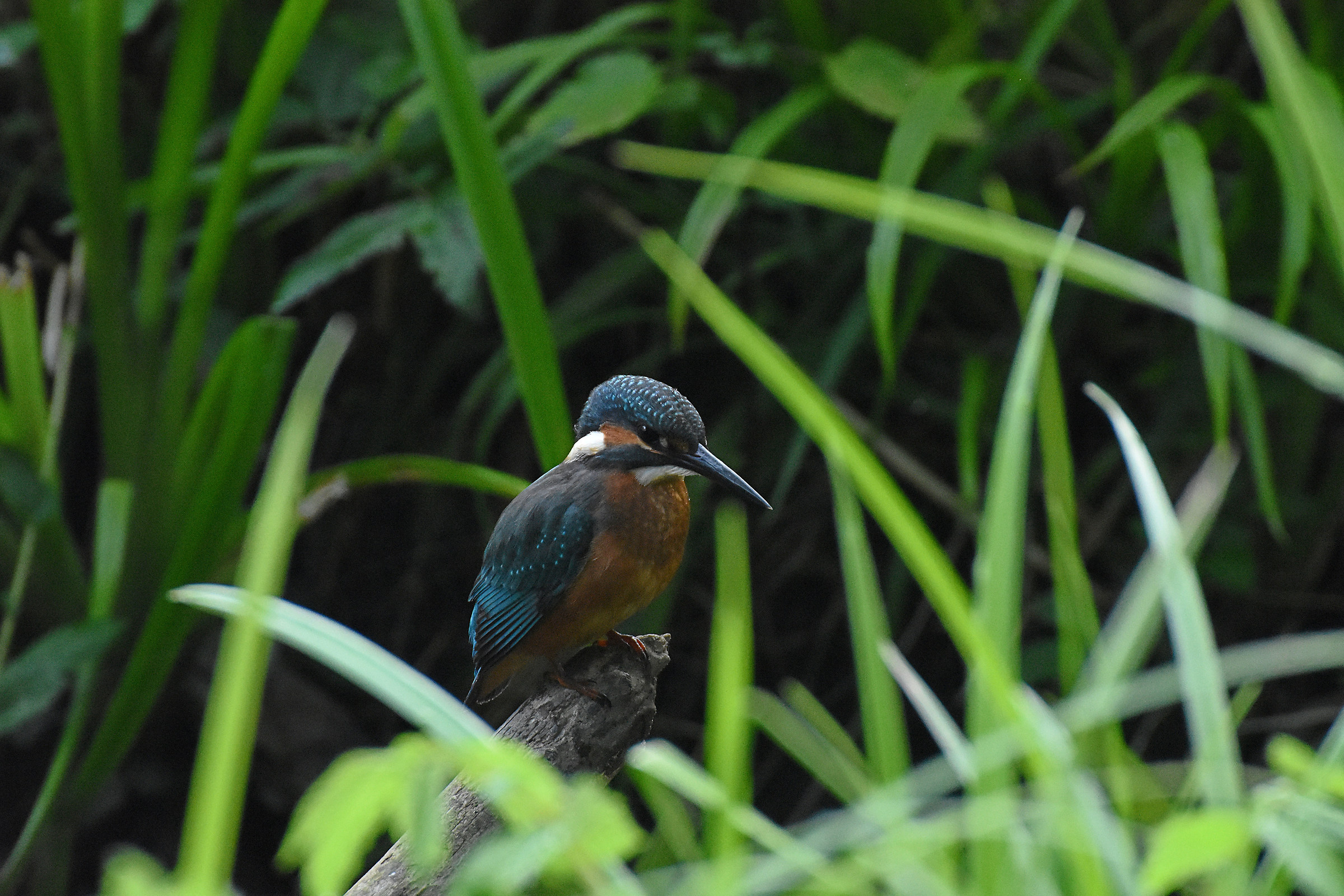 kingfisher