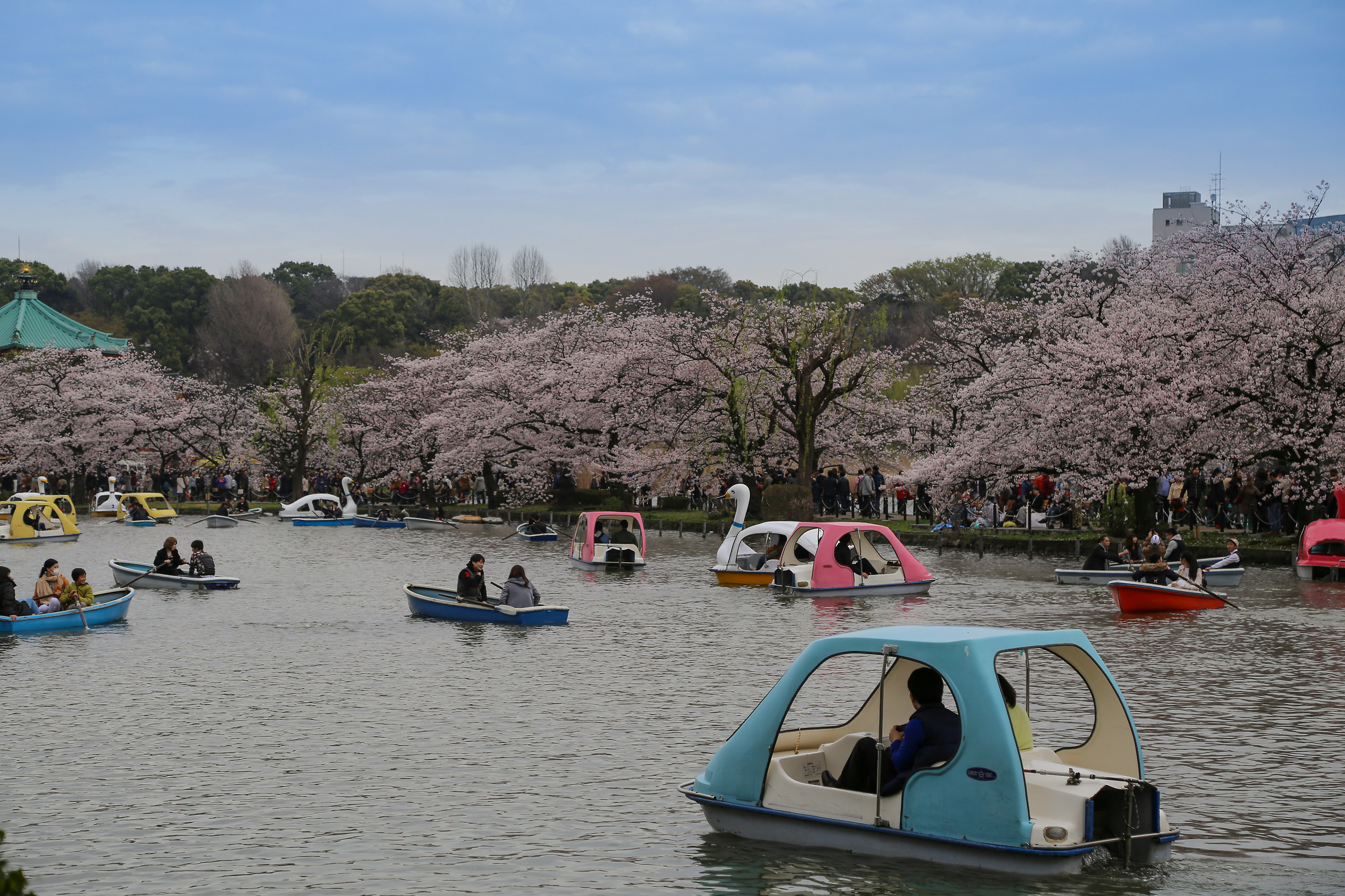 Ueno park cherry blossoms