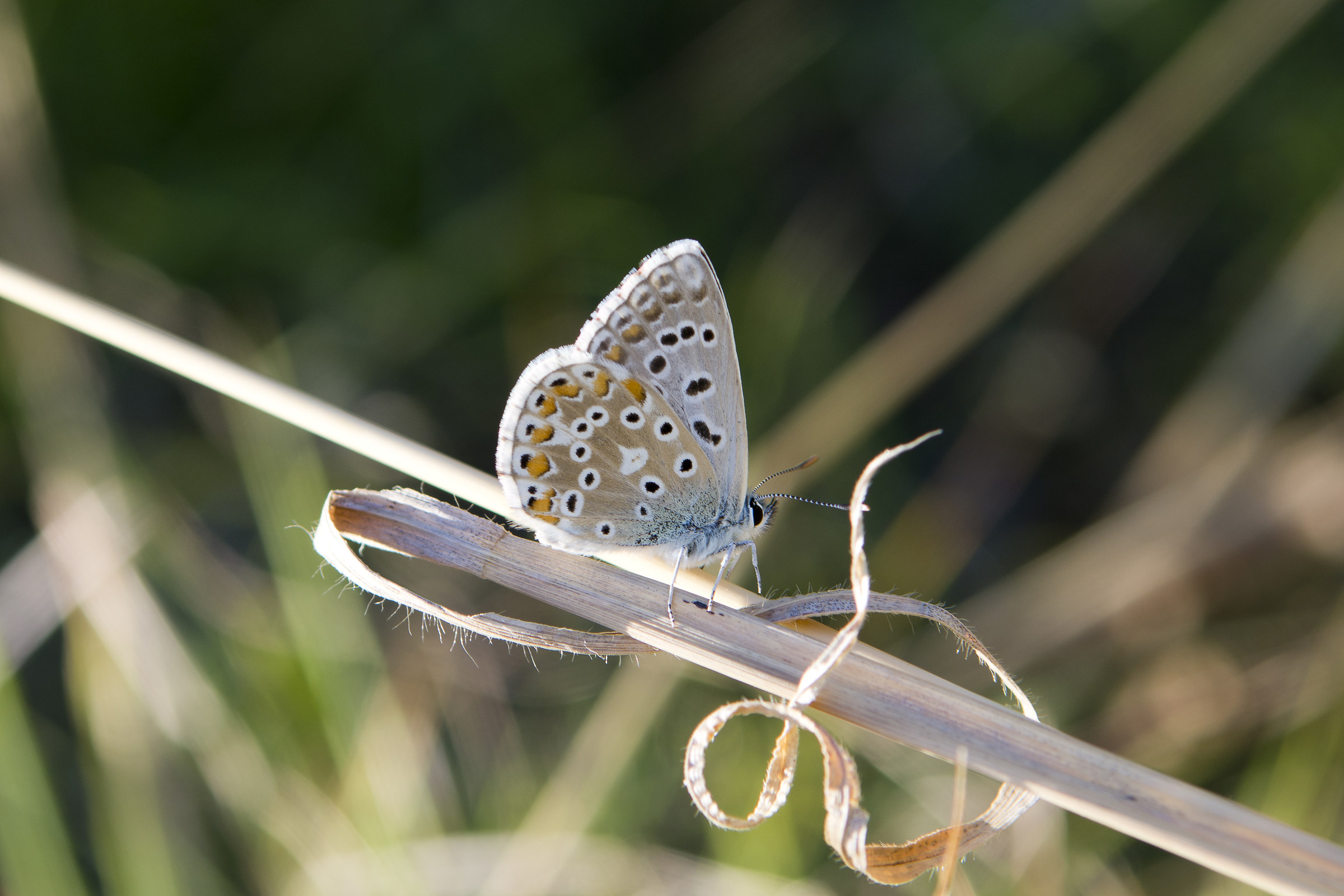 polyommatus icarus