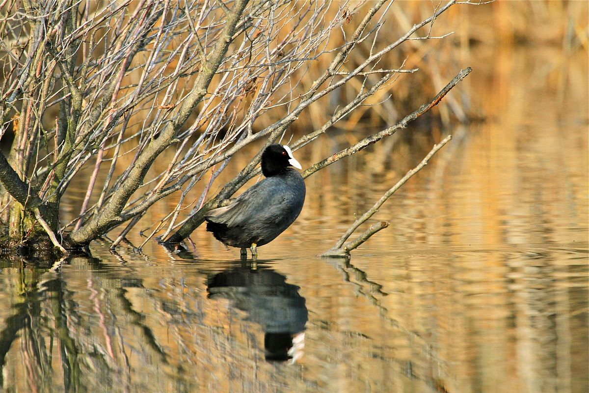Folaga Lago di Candia provincia (to)