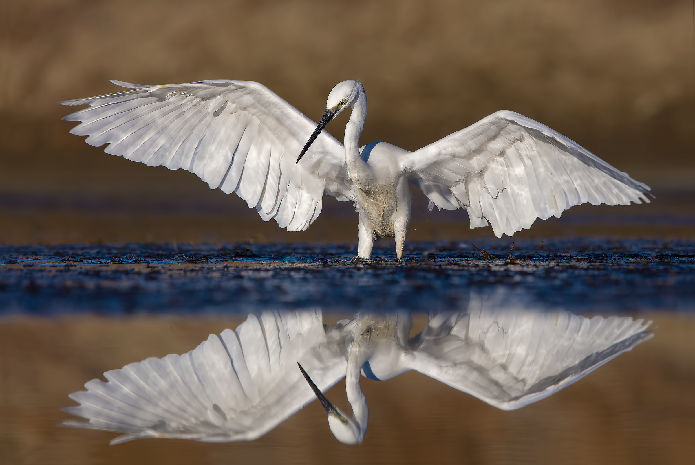 egret