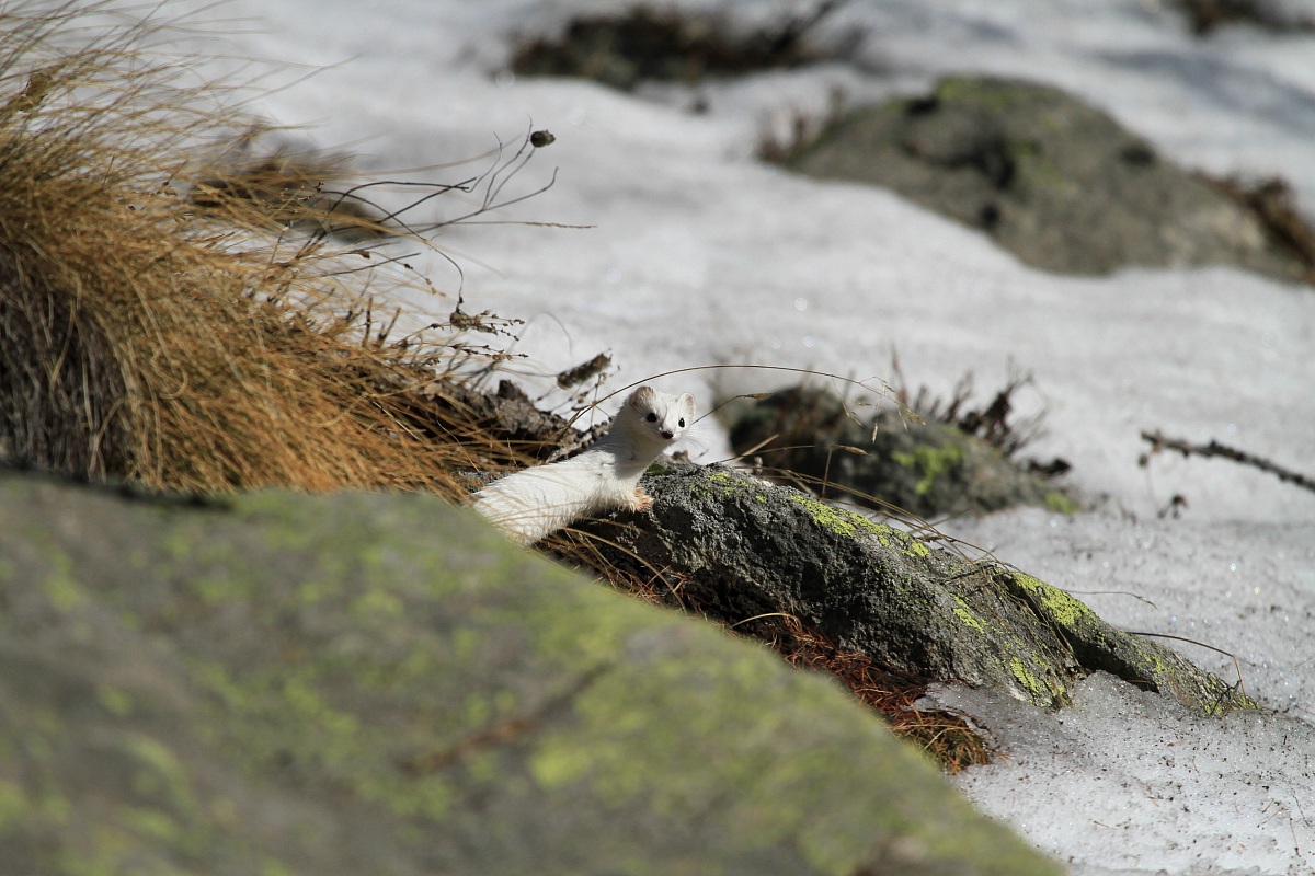 Ermellino muta invernale pngp