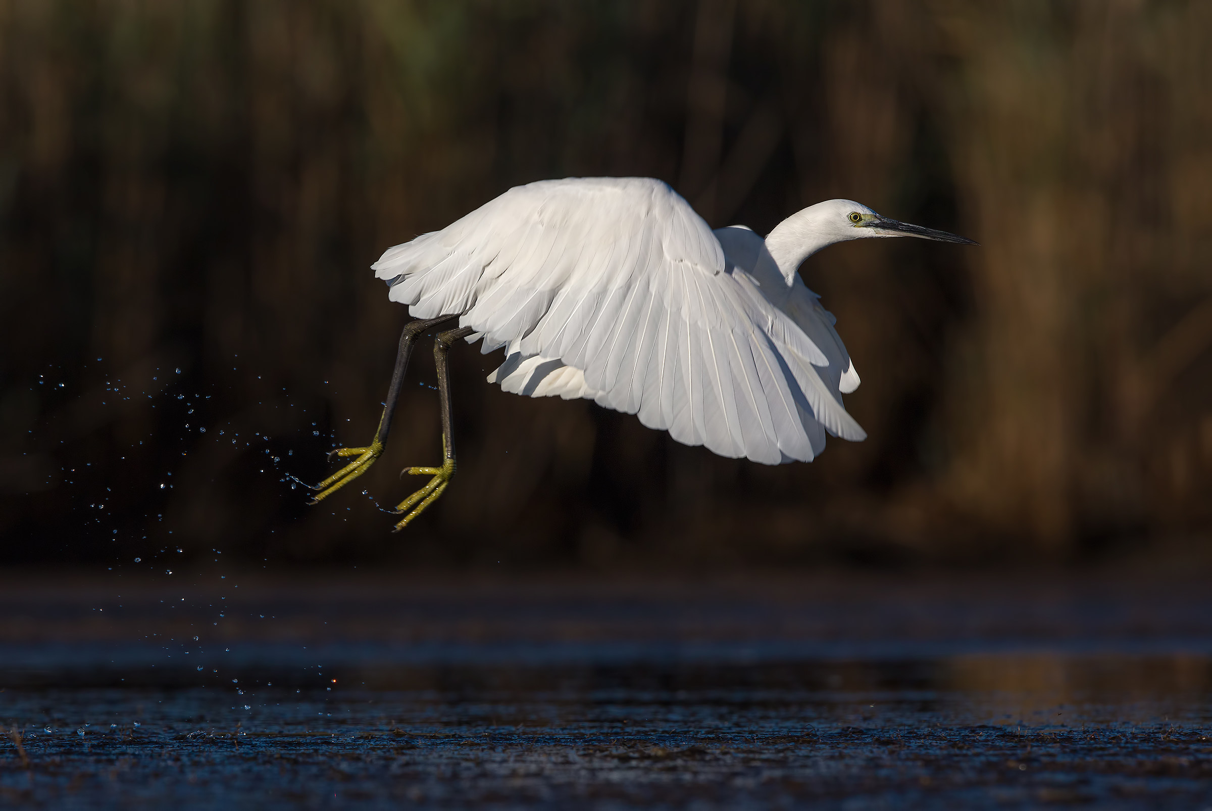 egret