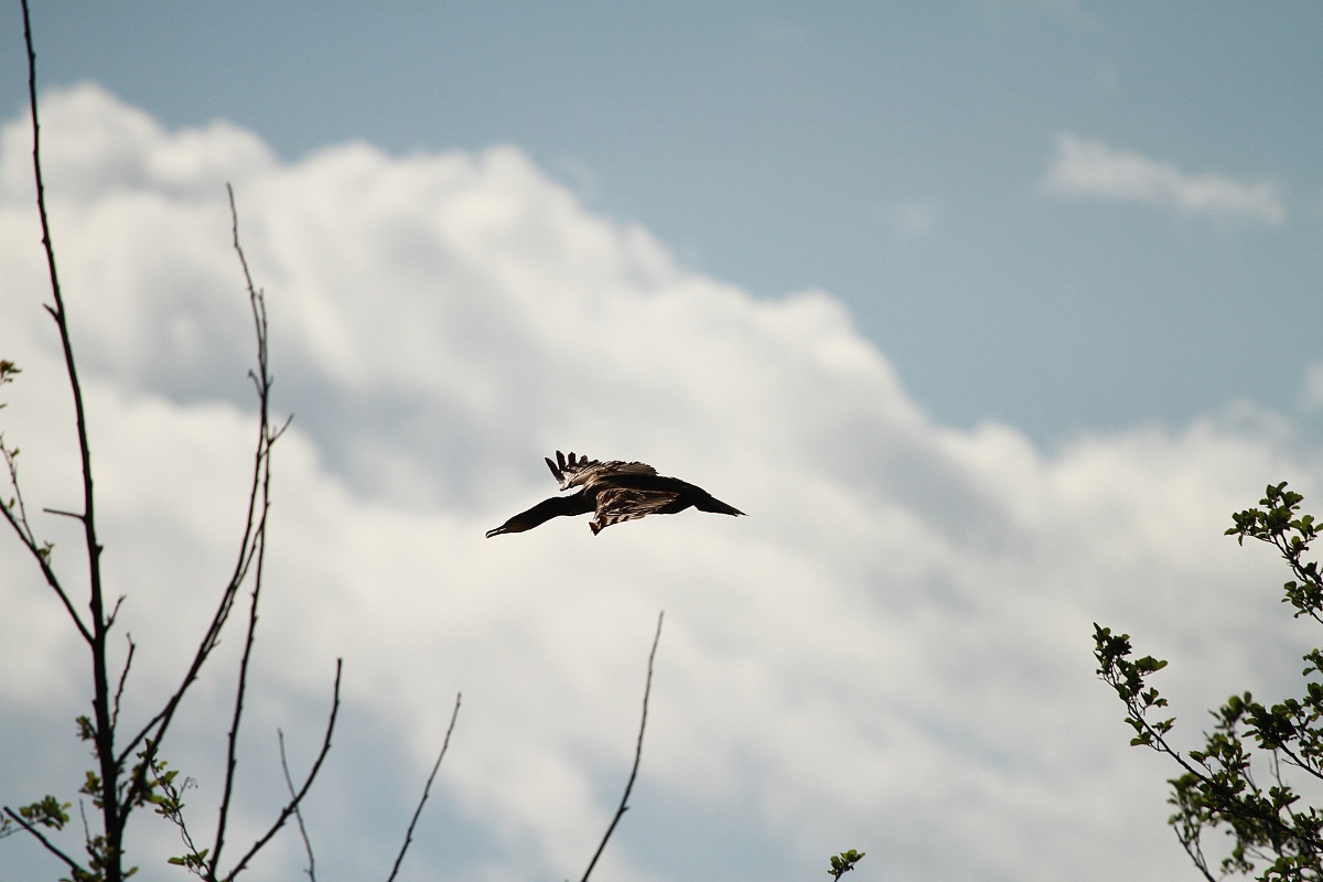 Cormorano Lago di Candia (to)