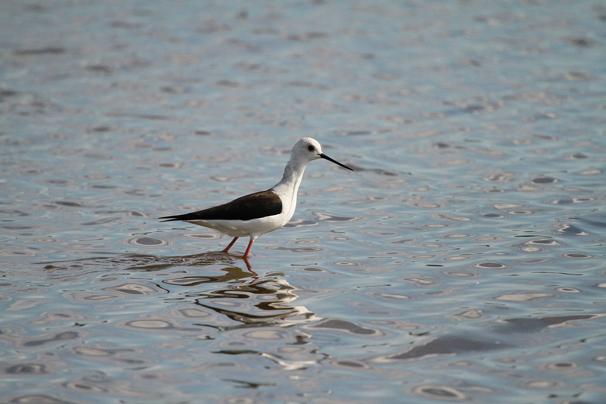Cavaliere d'Italia Risaia Vercellese