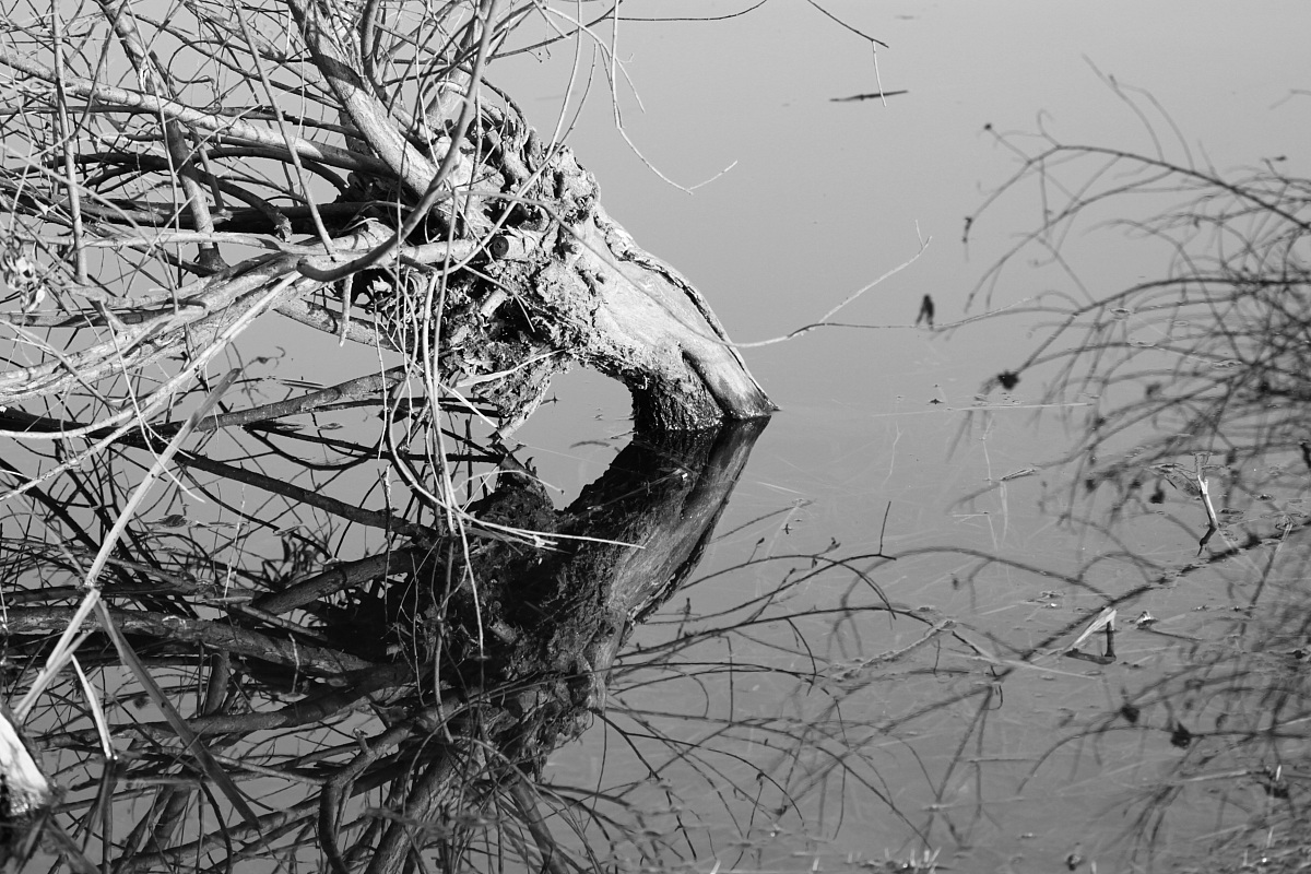 Paesaggio lacustre B/N