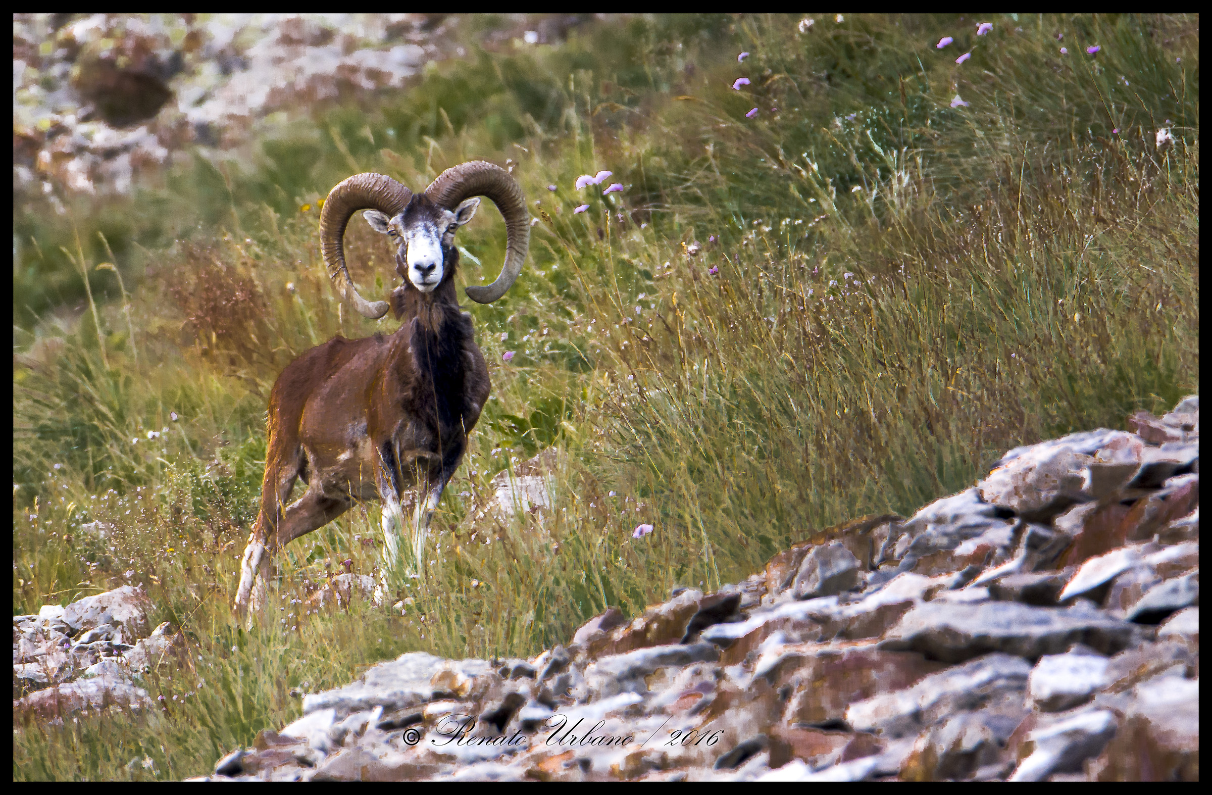 curious mouflon