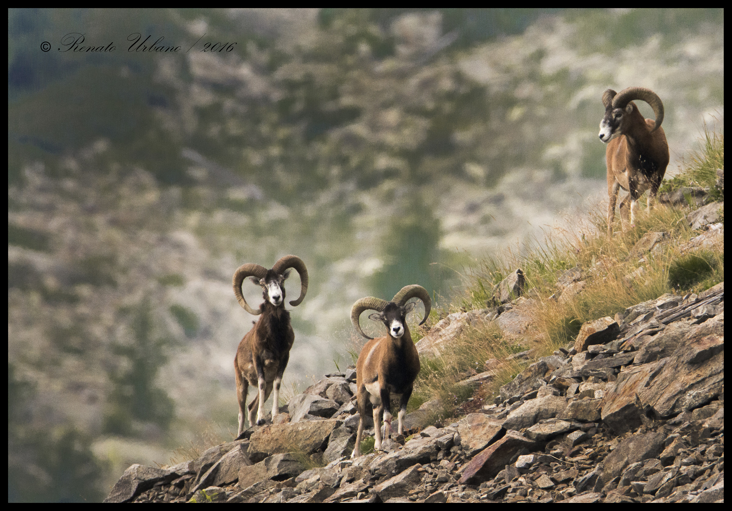 Male mouflon