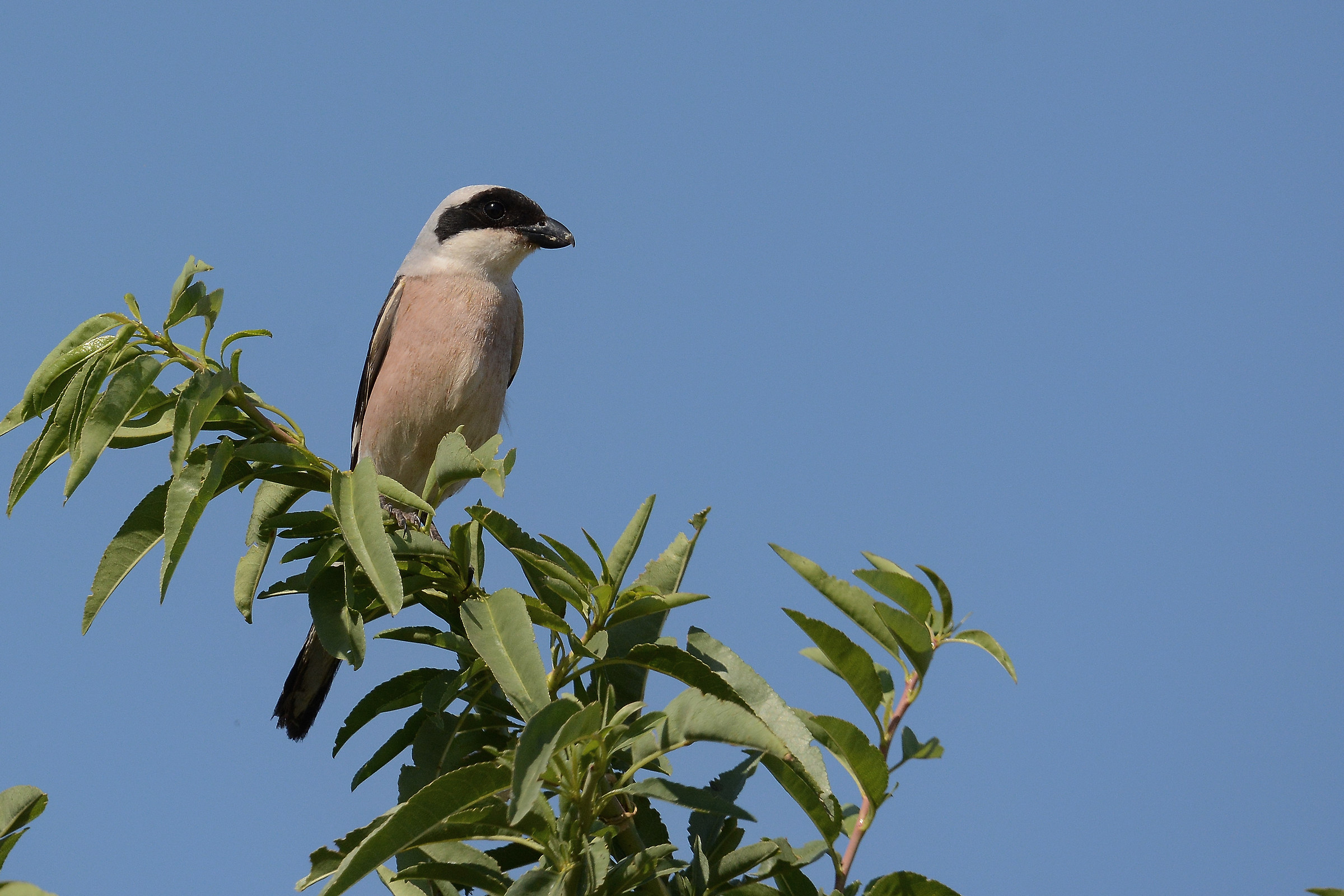 shrike