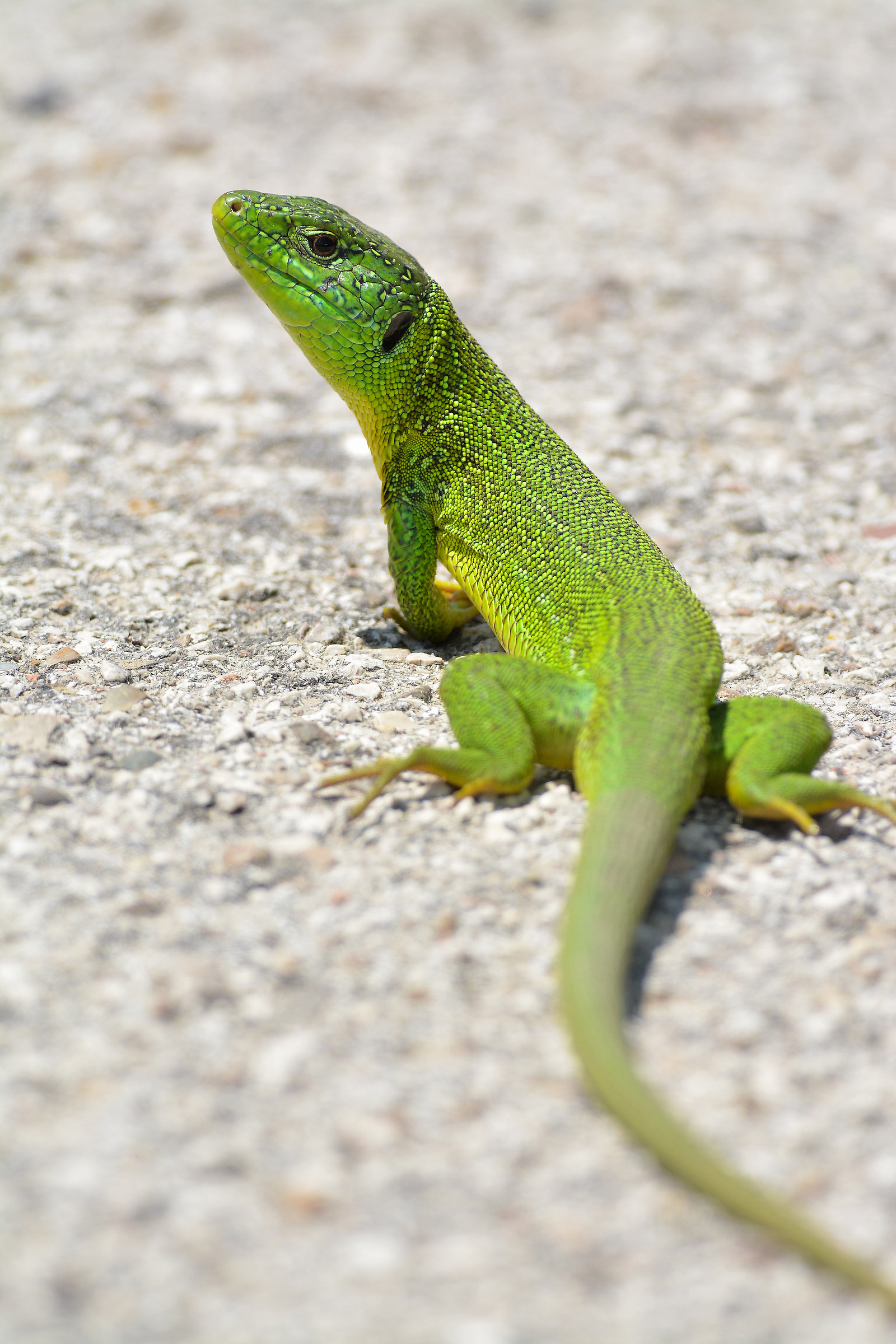 green lizard