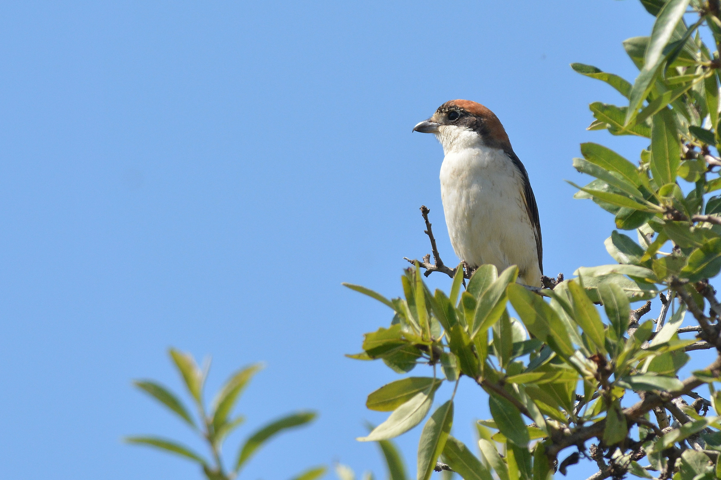 Shrike