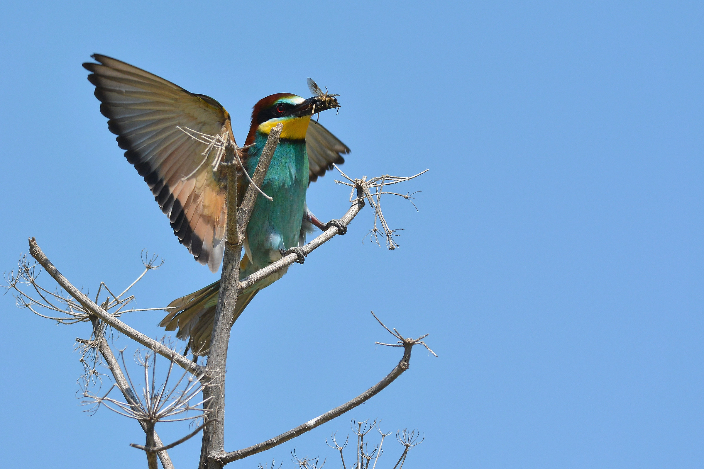 Bee-eater with prey
