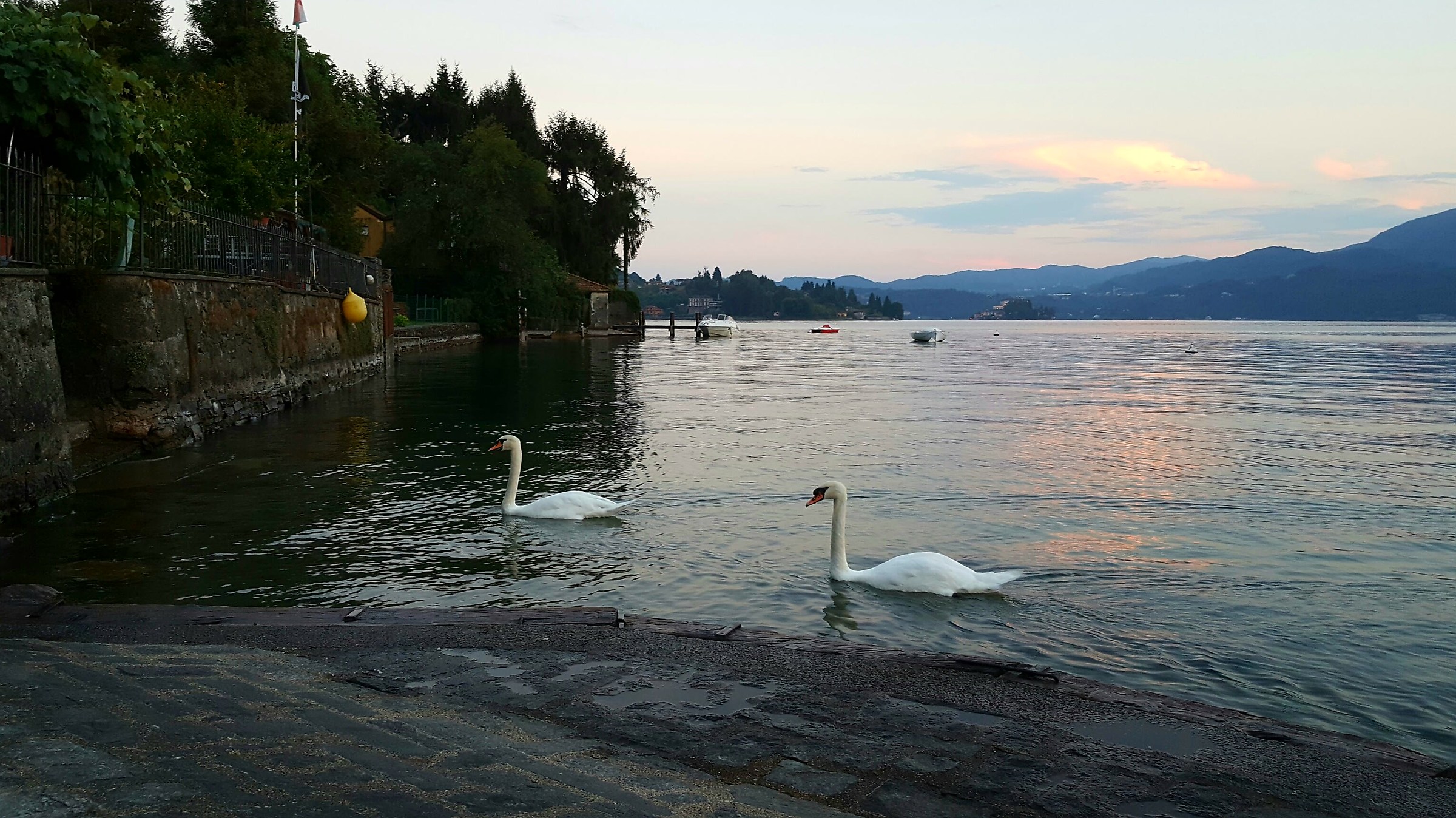 Swans at sunset