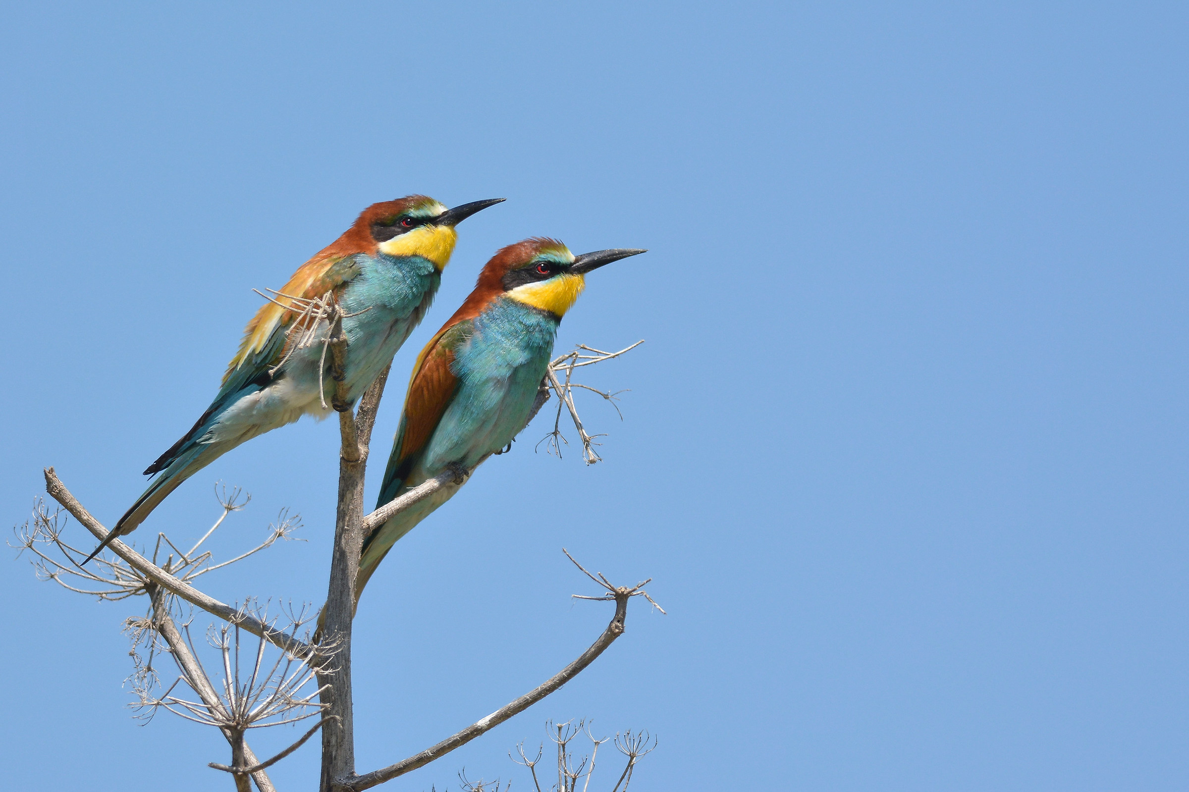 bee-eaters