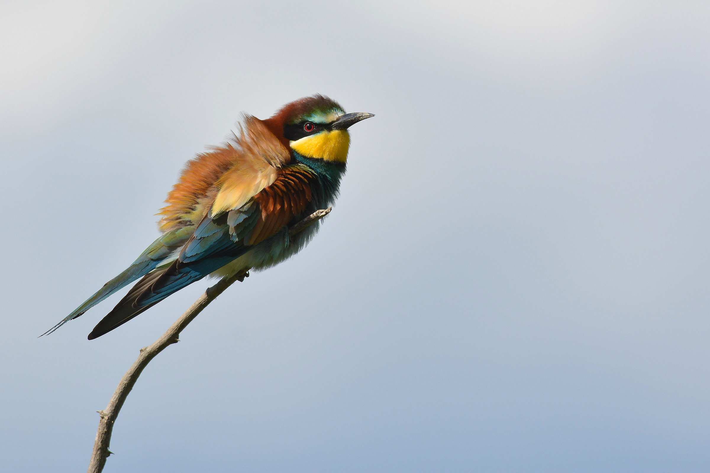 Bee Eater