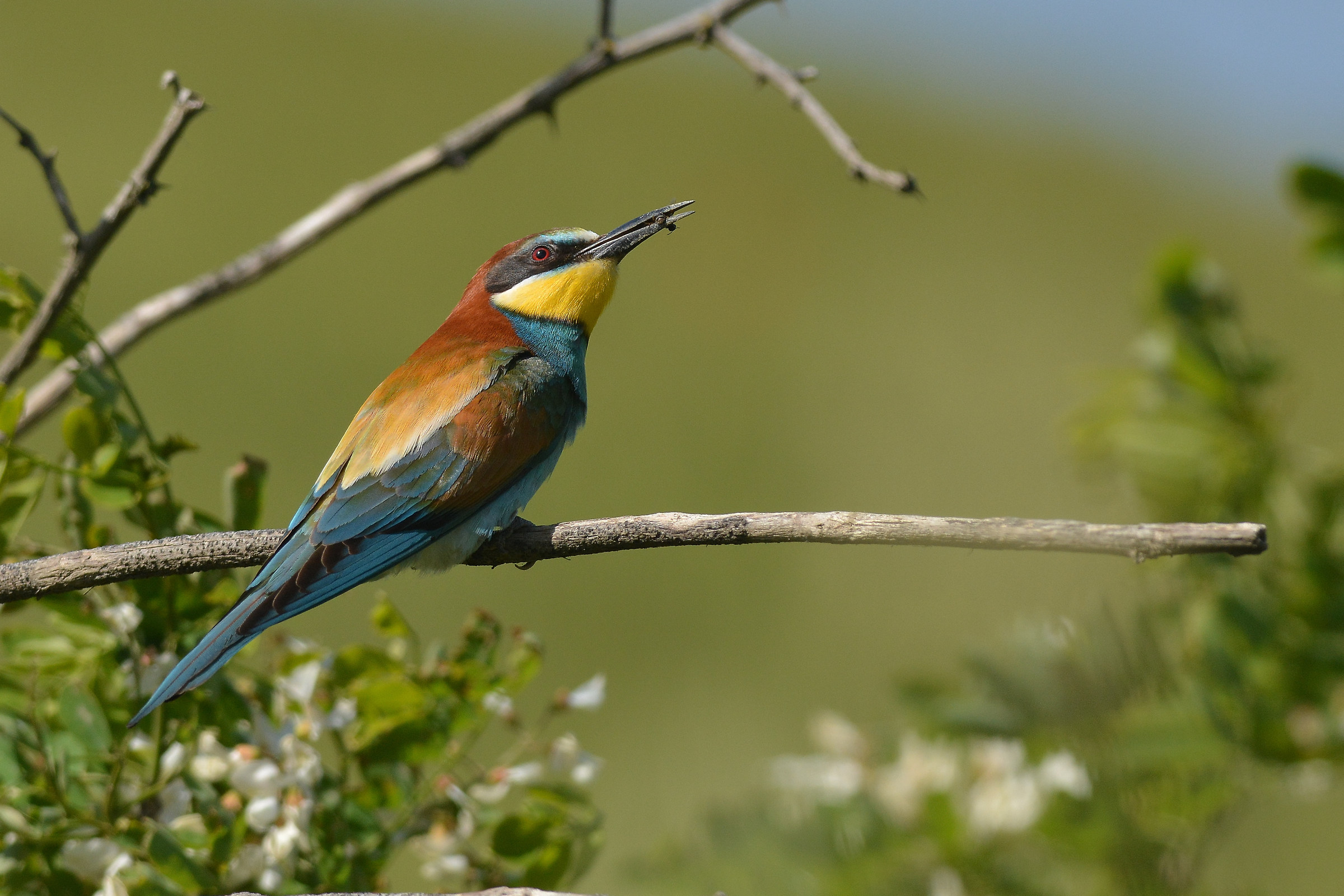 Bee Eater