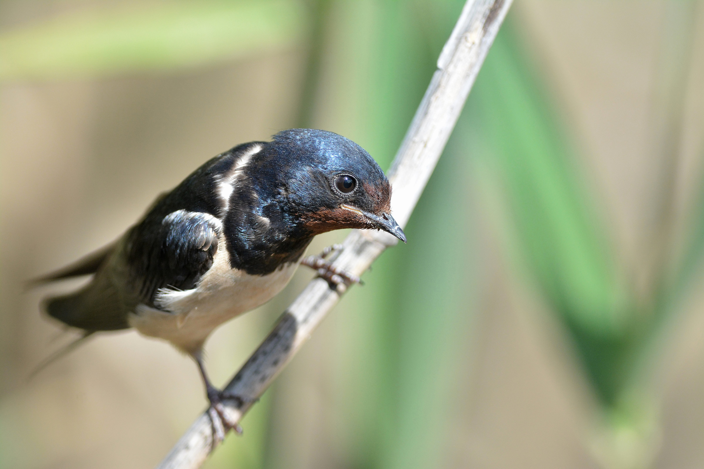 Swallow