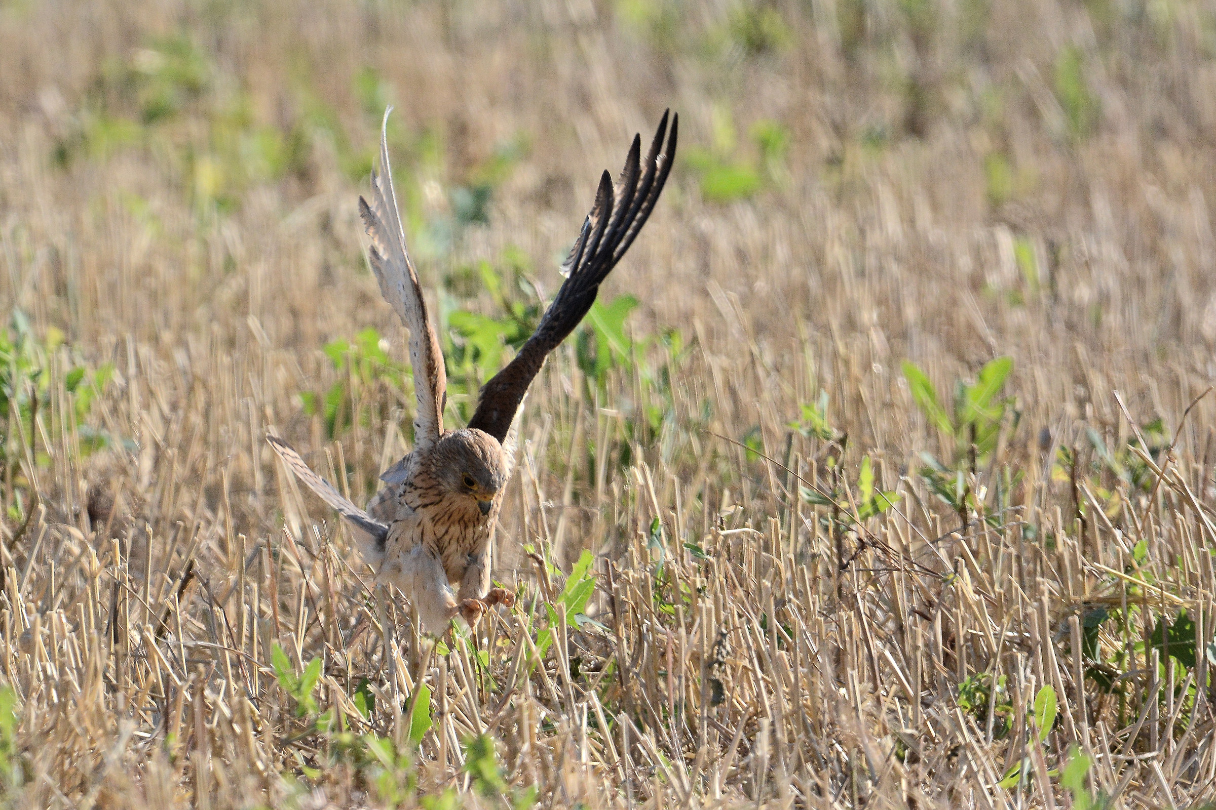 Lesser kestrel hunting
