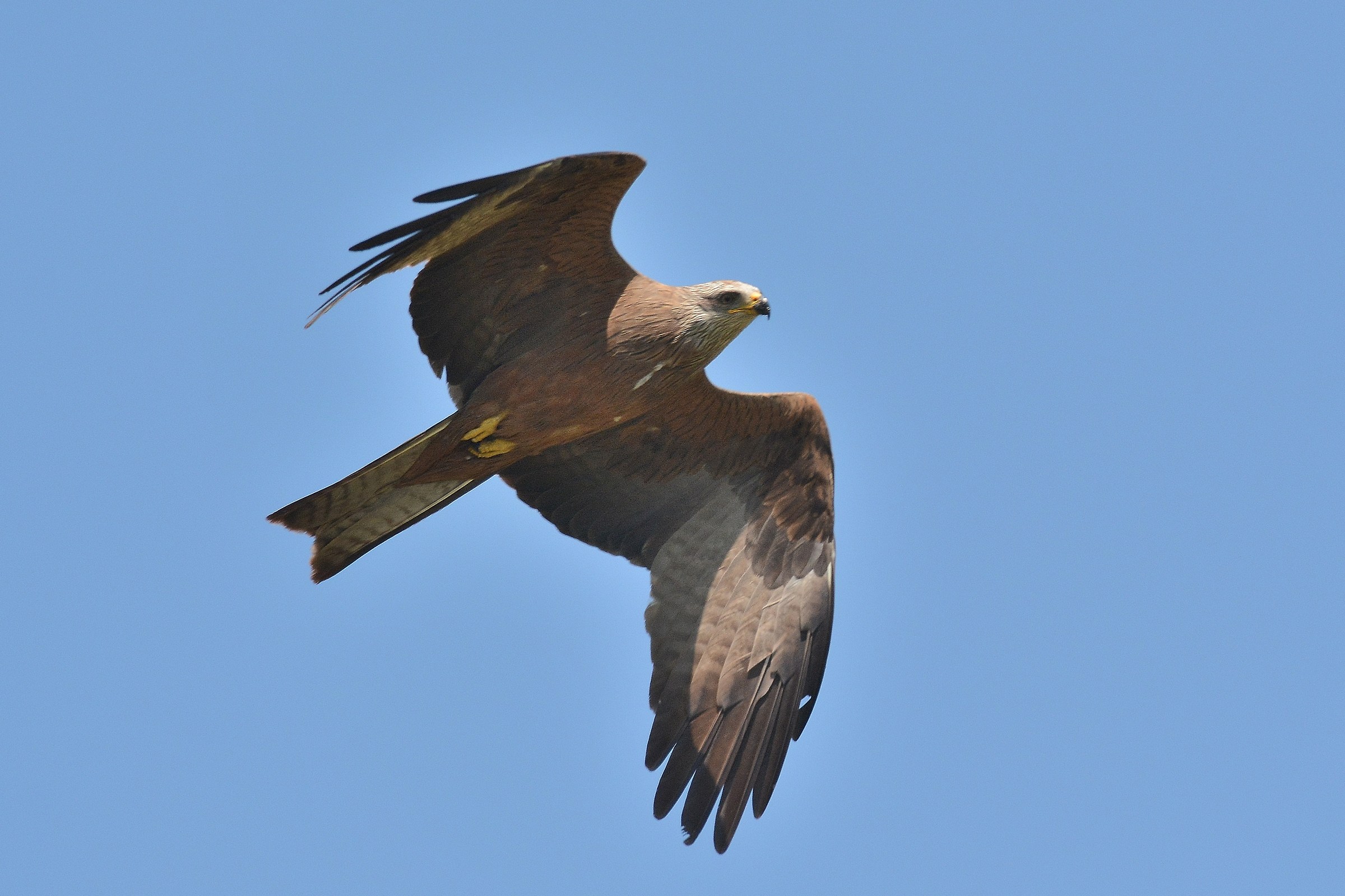 Black Kite