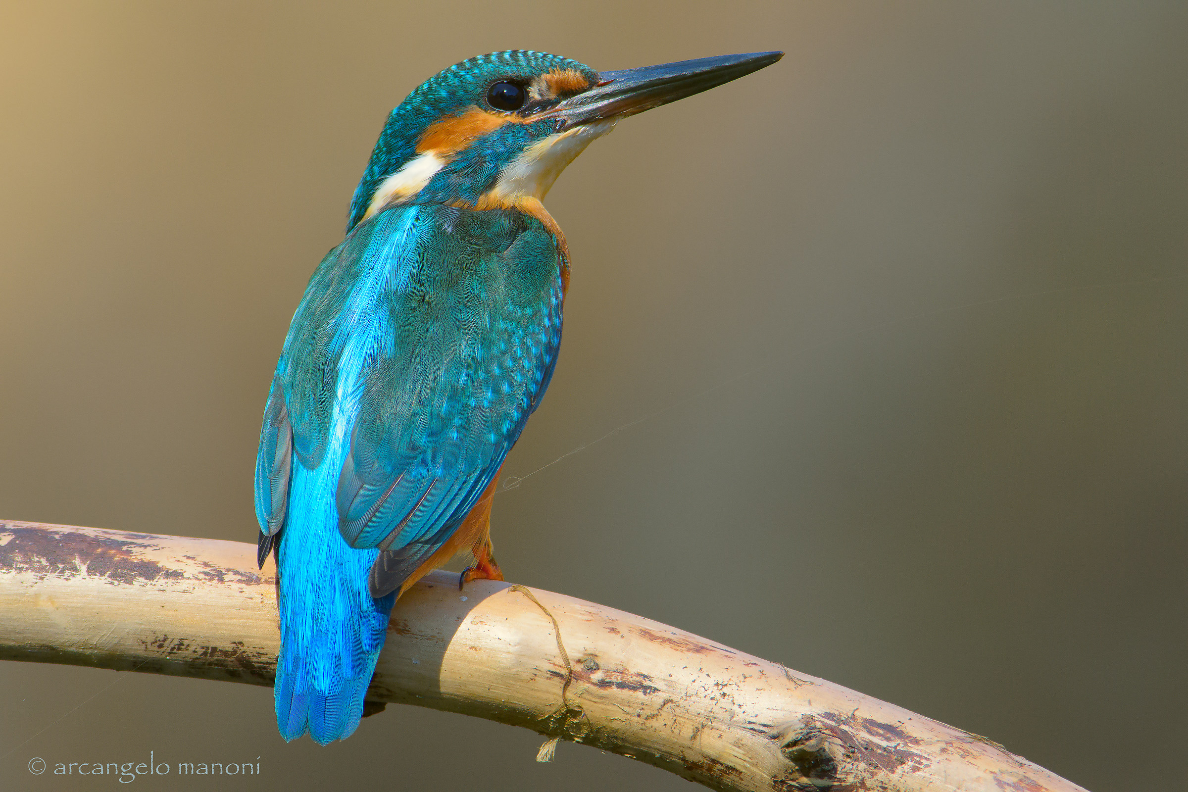 Laggiù dove si intersecano le ragnatele