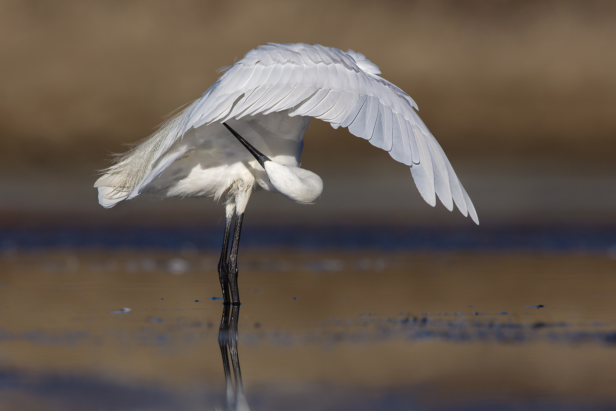 egret