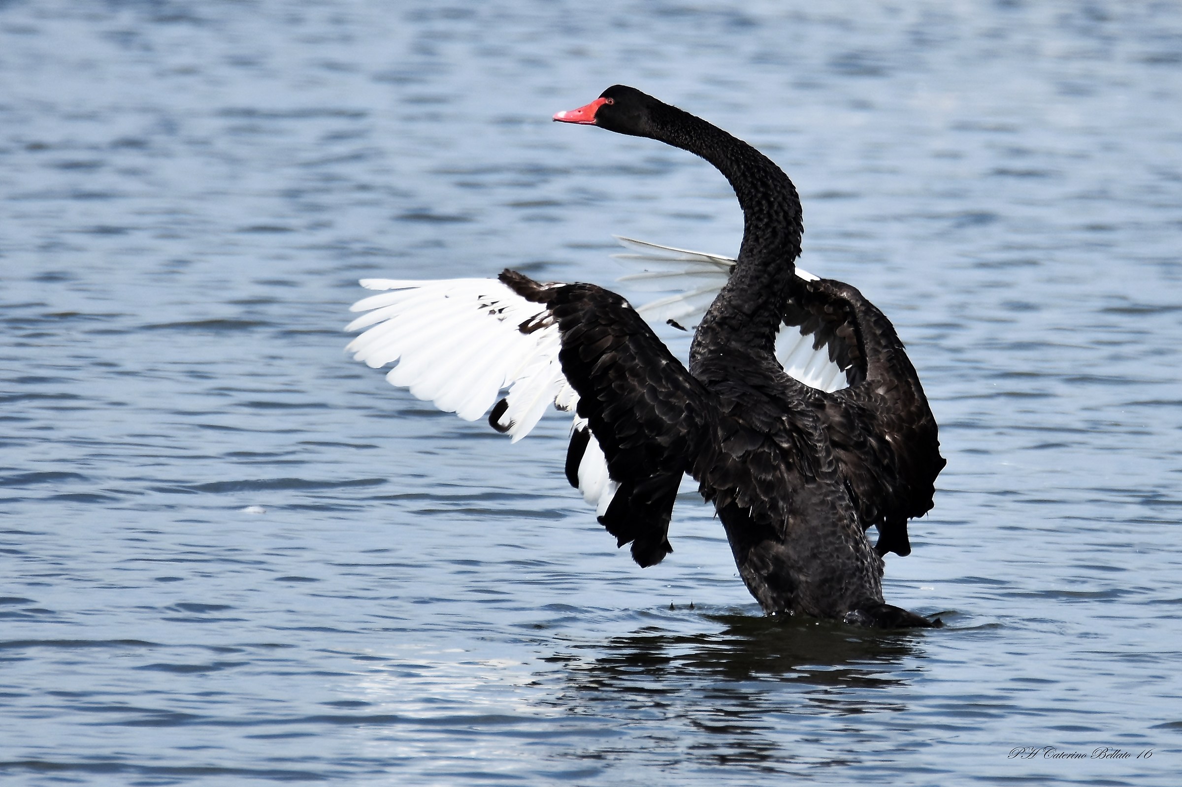 Cigno nero