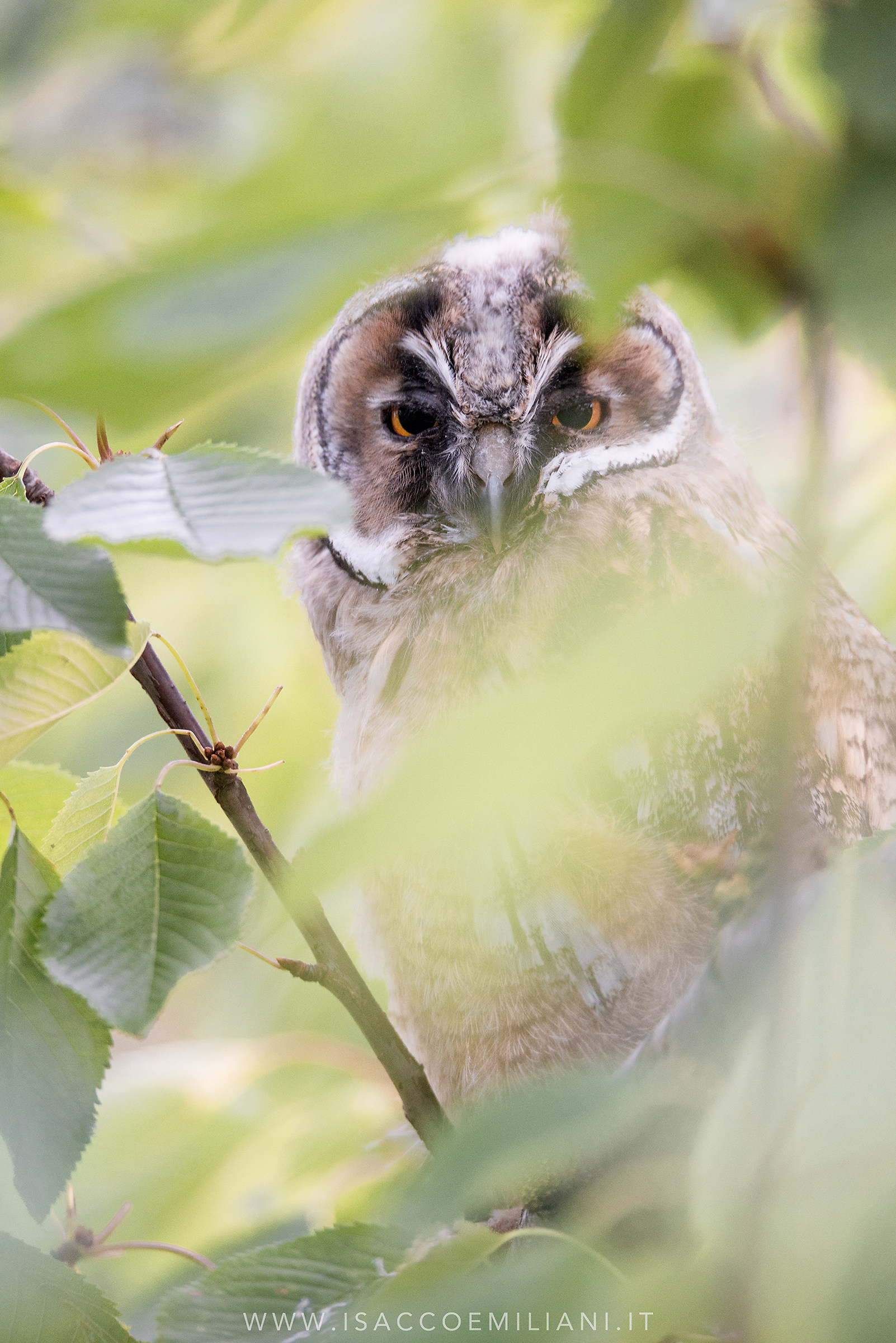 Pullo di Gufo Comune/Long eared owl/Asio otus